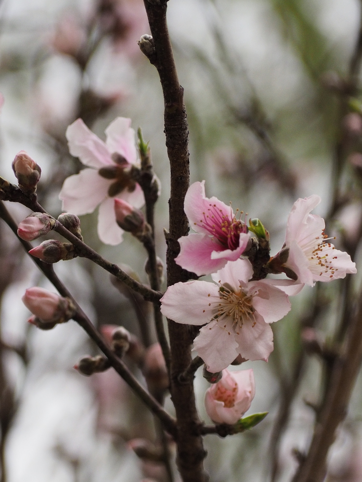 Olympus OM-D E-M10 sample photo. Blooms  photography