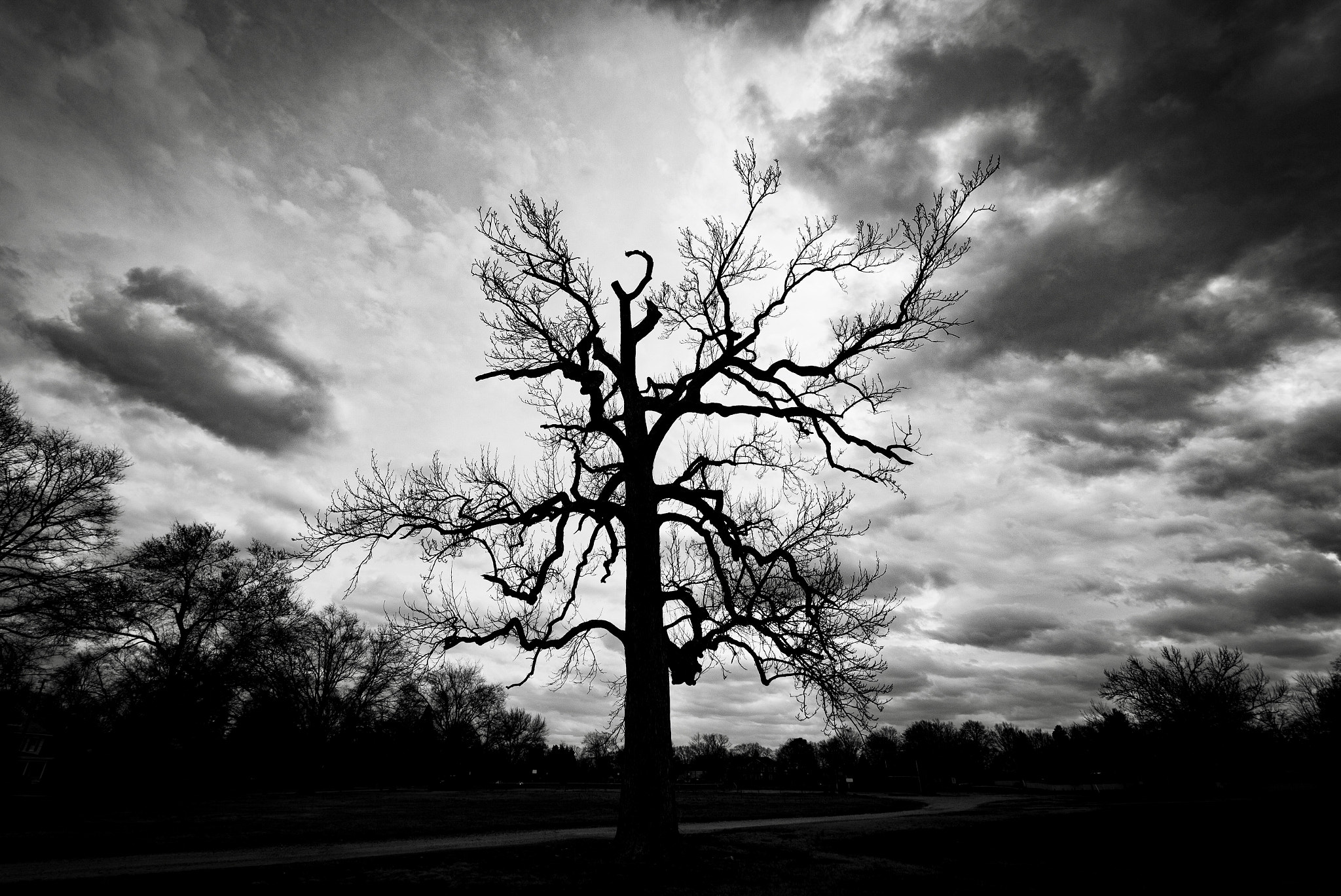 Canon EOS 700D (EOS Rebel T5i / EOS Kiss X7i) sample photo. Dark branches photography