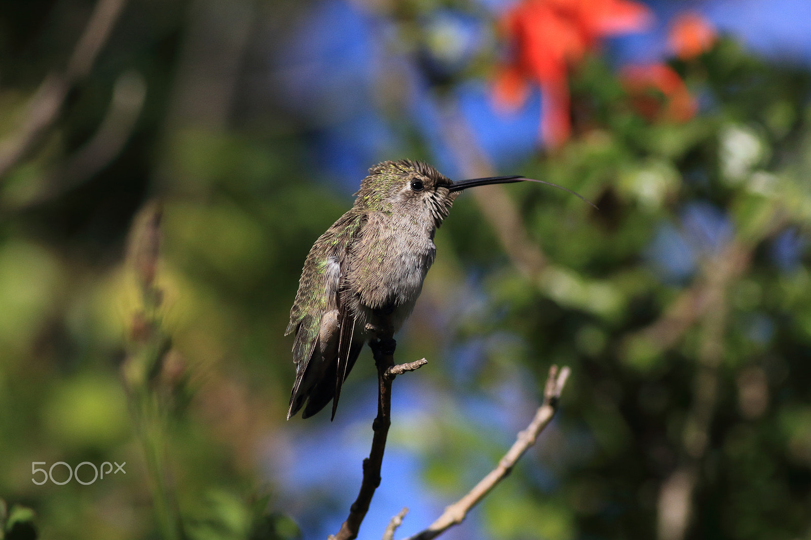 Canon EOS 60D + Canon EF 400mm F5.6L USM sample photo. Hummingbird photography