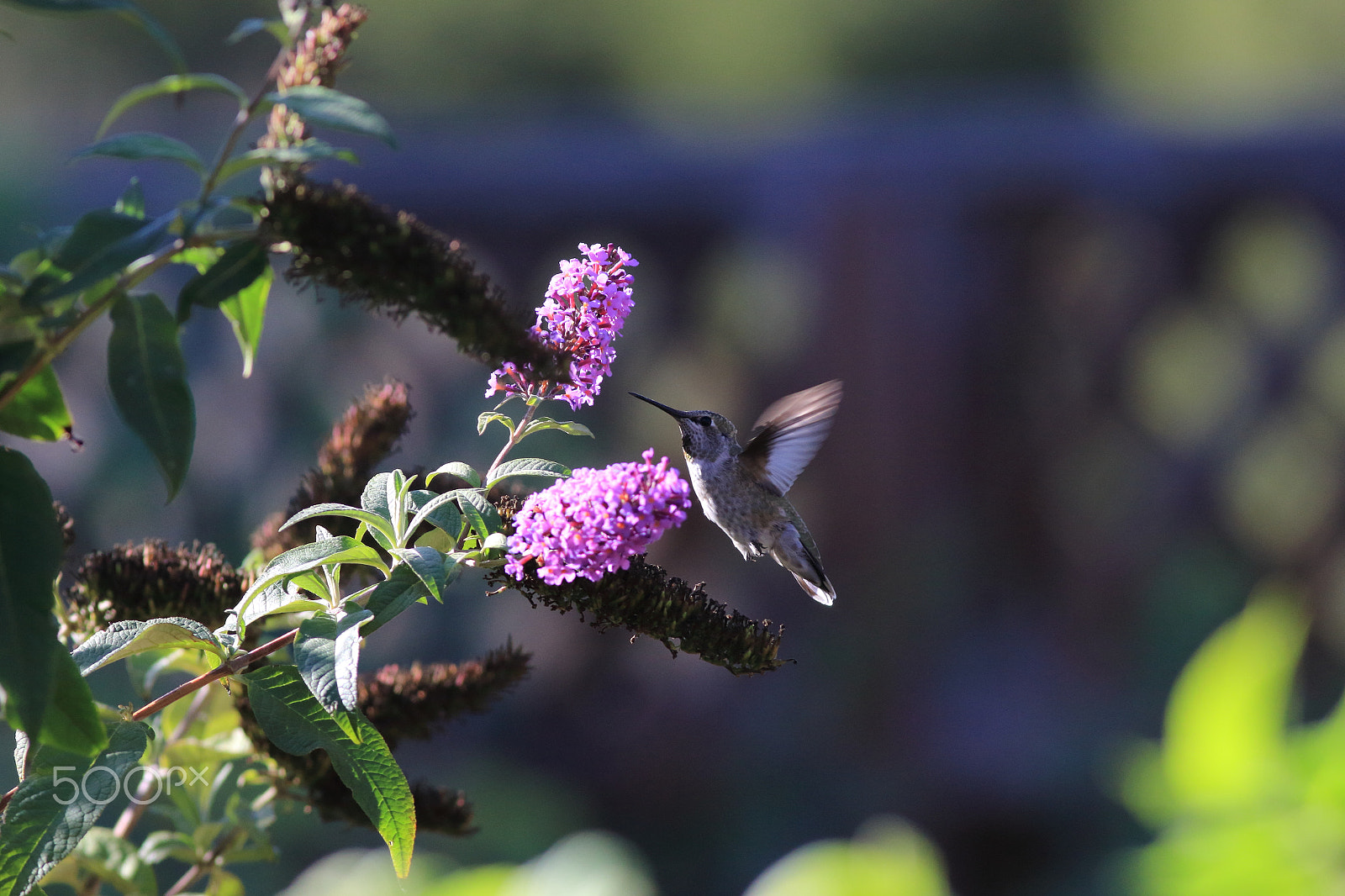 Canon EOS 60D + Canon EF 400mm F5.6L USM sample photo. Hummingbird photography