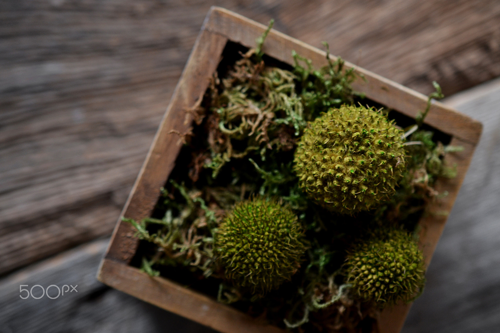 Nikon AF-S DX Micro Nikkor 40mm F2.8 sample photo. Green seedpods with in container with moss photography