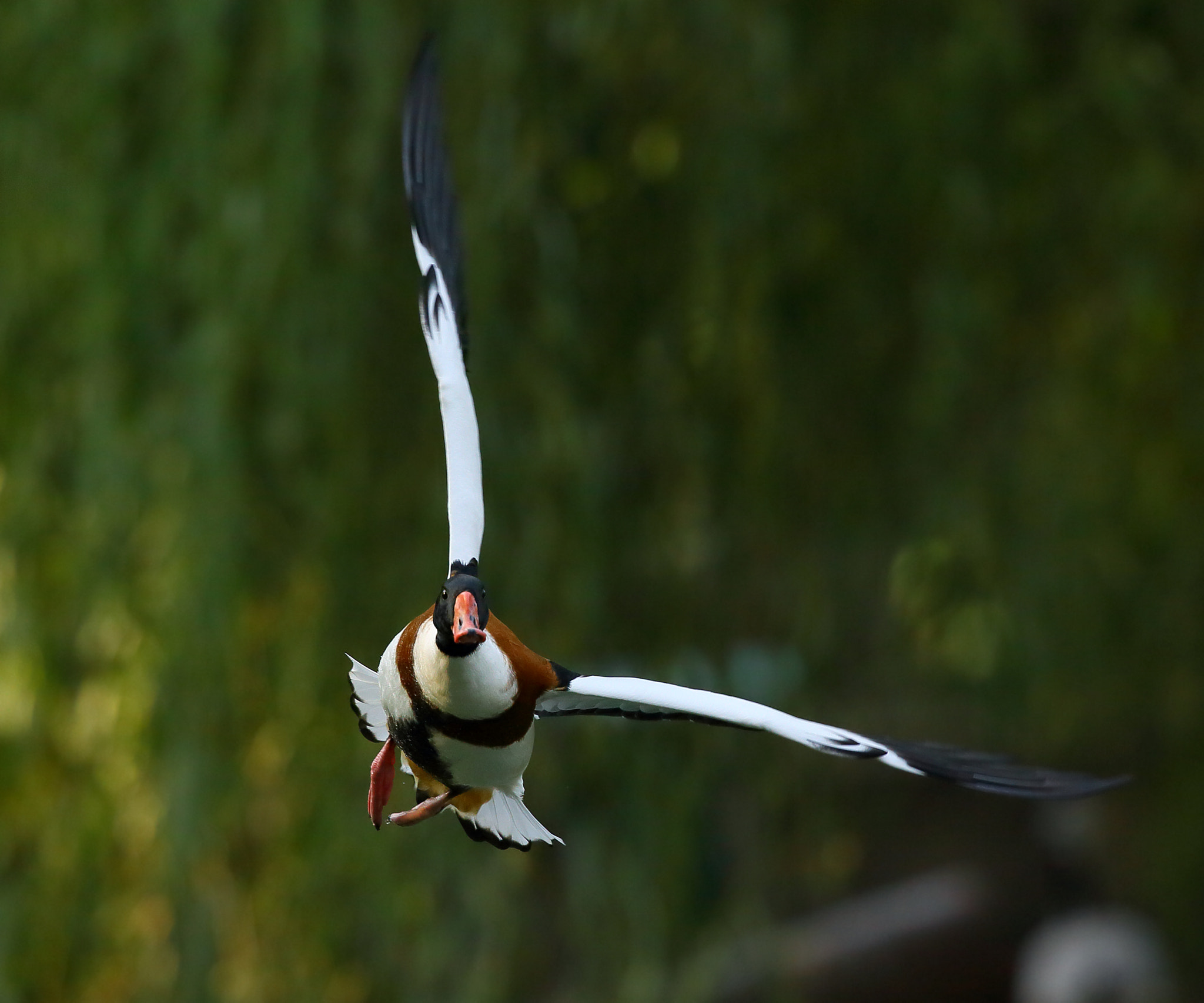 Canon EF 300mm F2.8L IS II USM sample photo. Tadorna tadorna photography