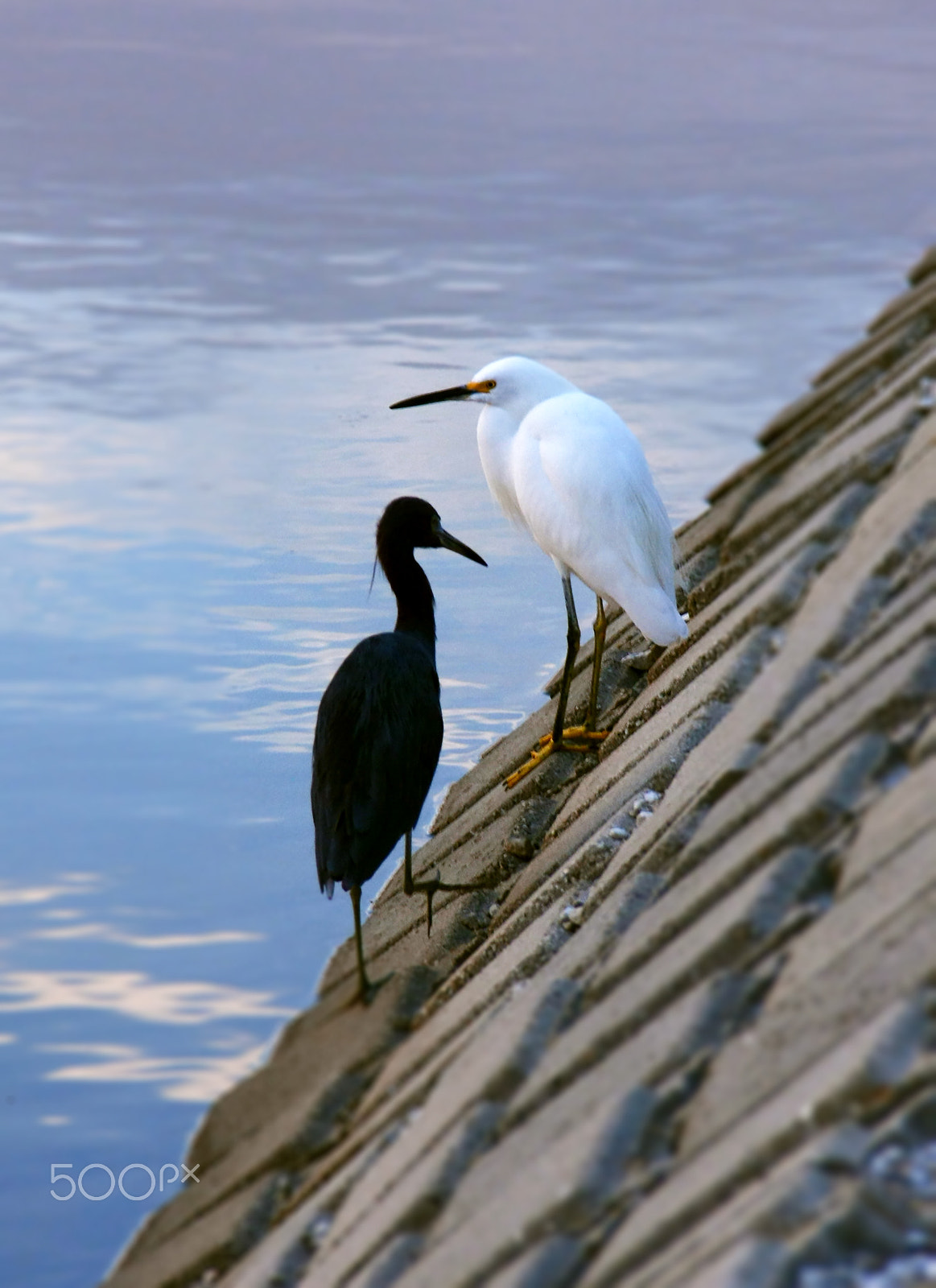 Canon EOS 40D sample photo. Egrets mg photography