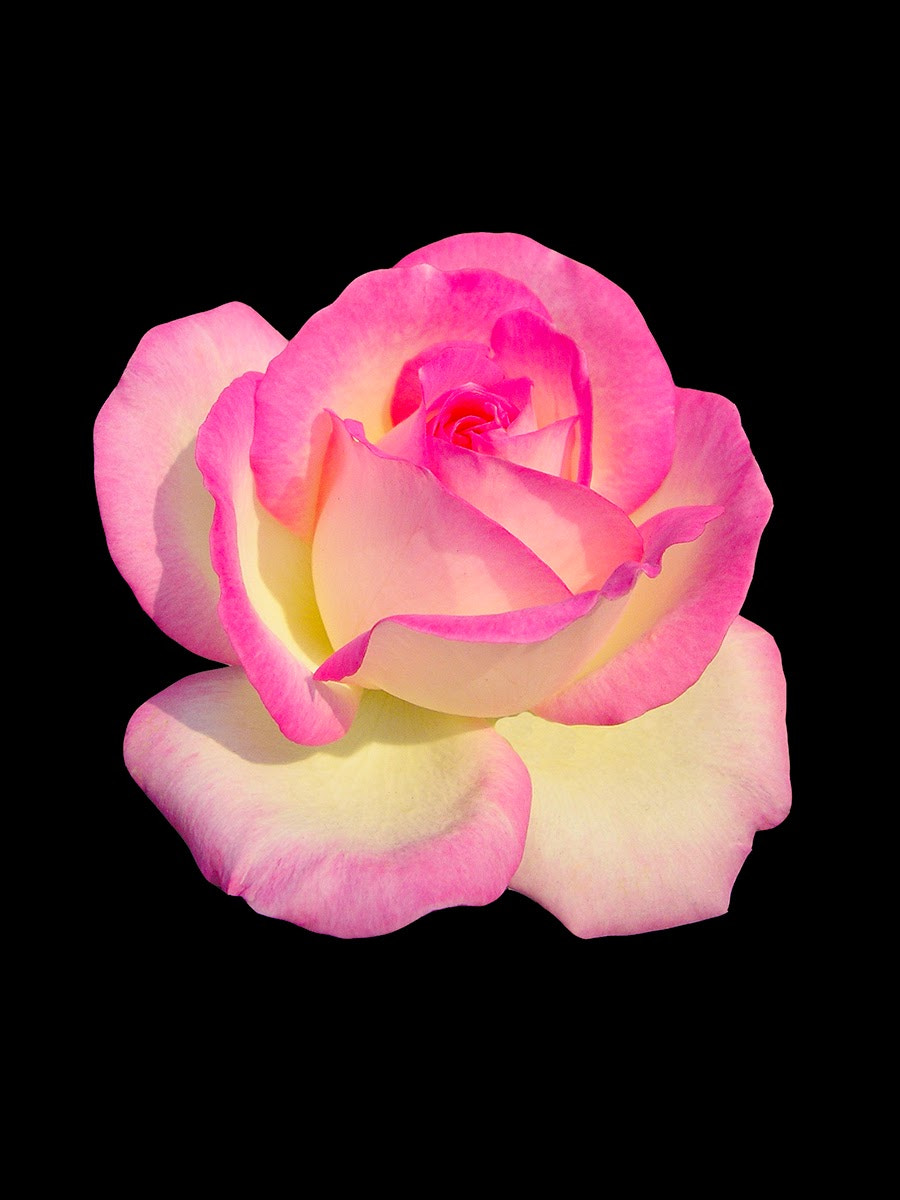 Olympus X100,D540Z,C310Z sample photo. Bicolor rose photography