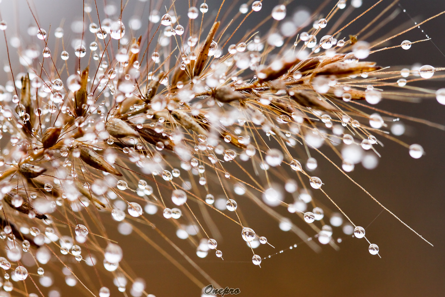 Canon EF 100mm F2.8 Macro USM sample photo. Onepro - 강아지풀과 이슬 photography