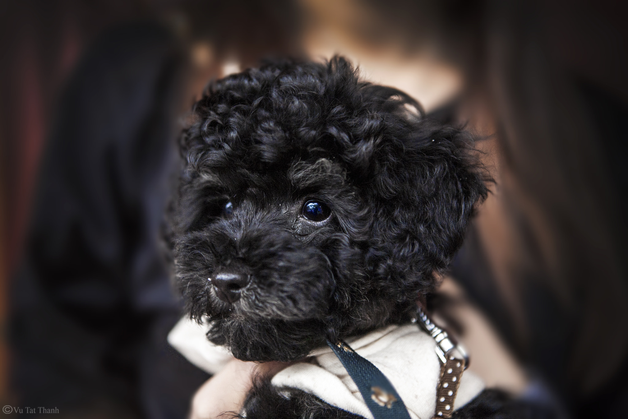 Canon EOS 5D sample photo. Poodle photography
