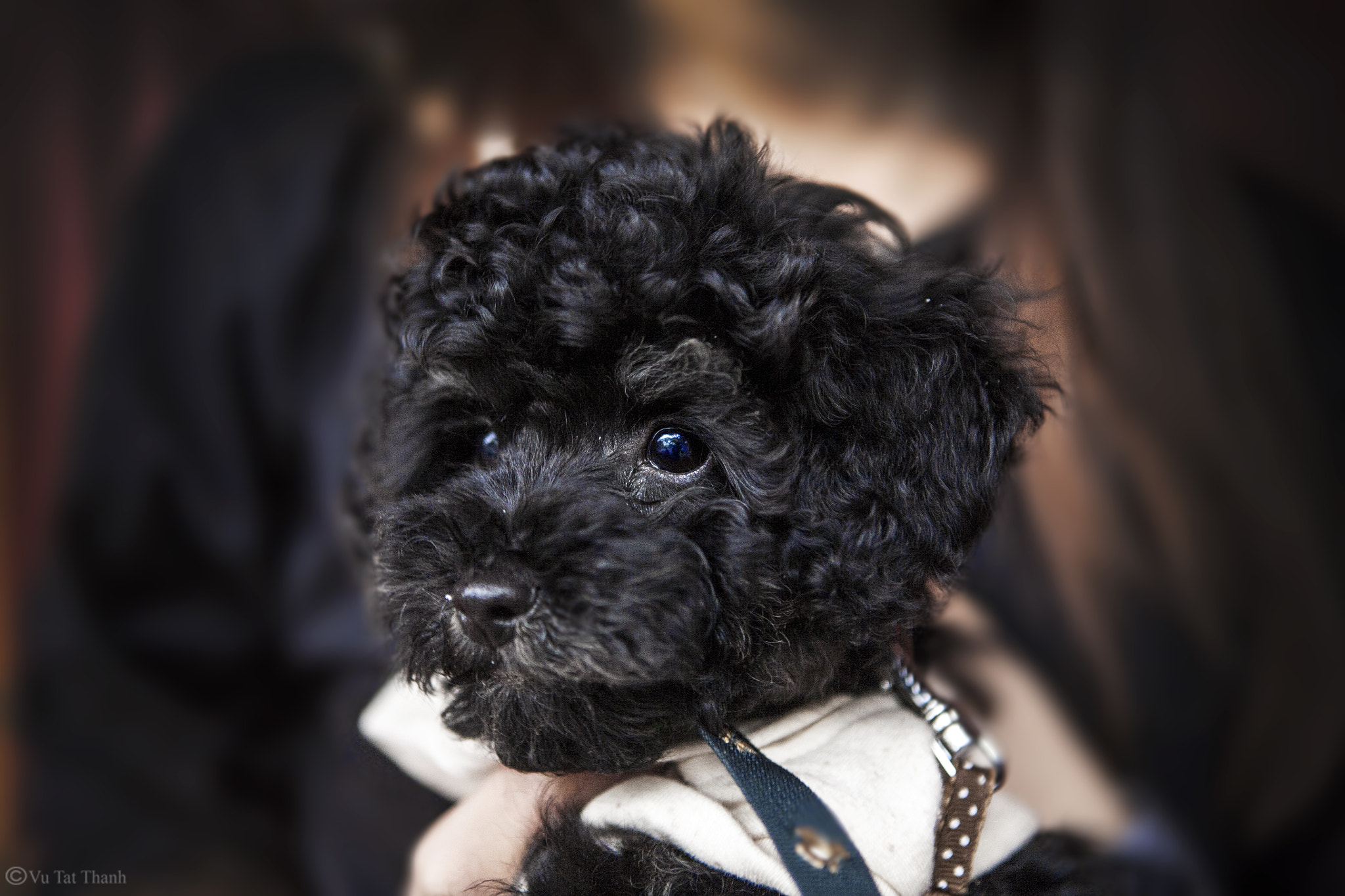 Canon EOS 5D + Canon EF 24-70mm F2.8L USM sample photo. Poodle photography