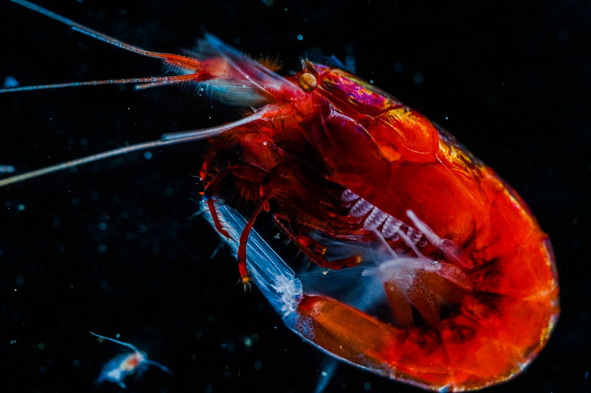 Sony Alpha a5000 (ILCE 5000) + Sony E 30mm F3.5 Macro sample photo. Deep ocean shrimp photography