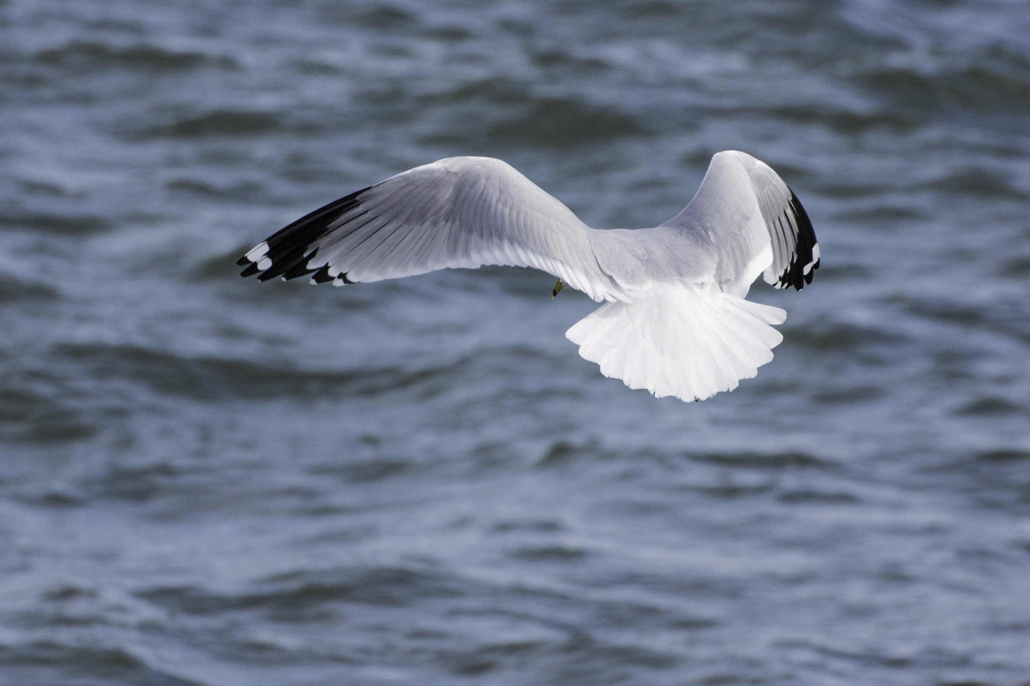 Sigma 50-500mm F4.5-6.3 DG OS HSM sample photo. Ring billed gull photography