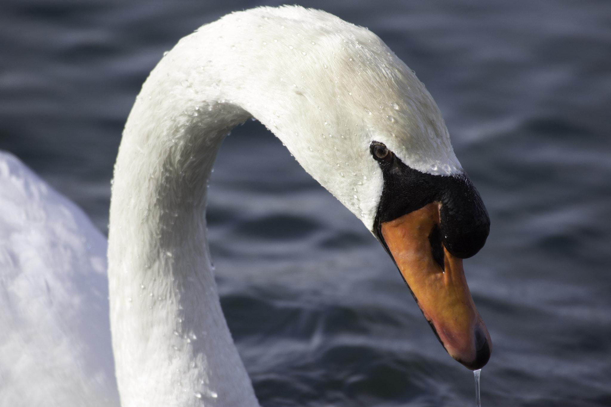 Sigma 50-500mm F4.5-6.3 DG OS HSM sample photo. Mute swan photography