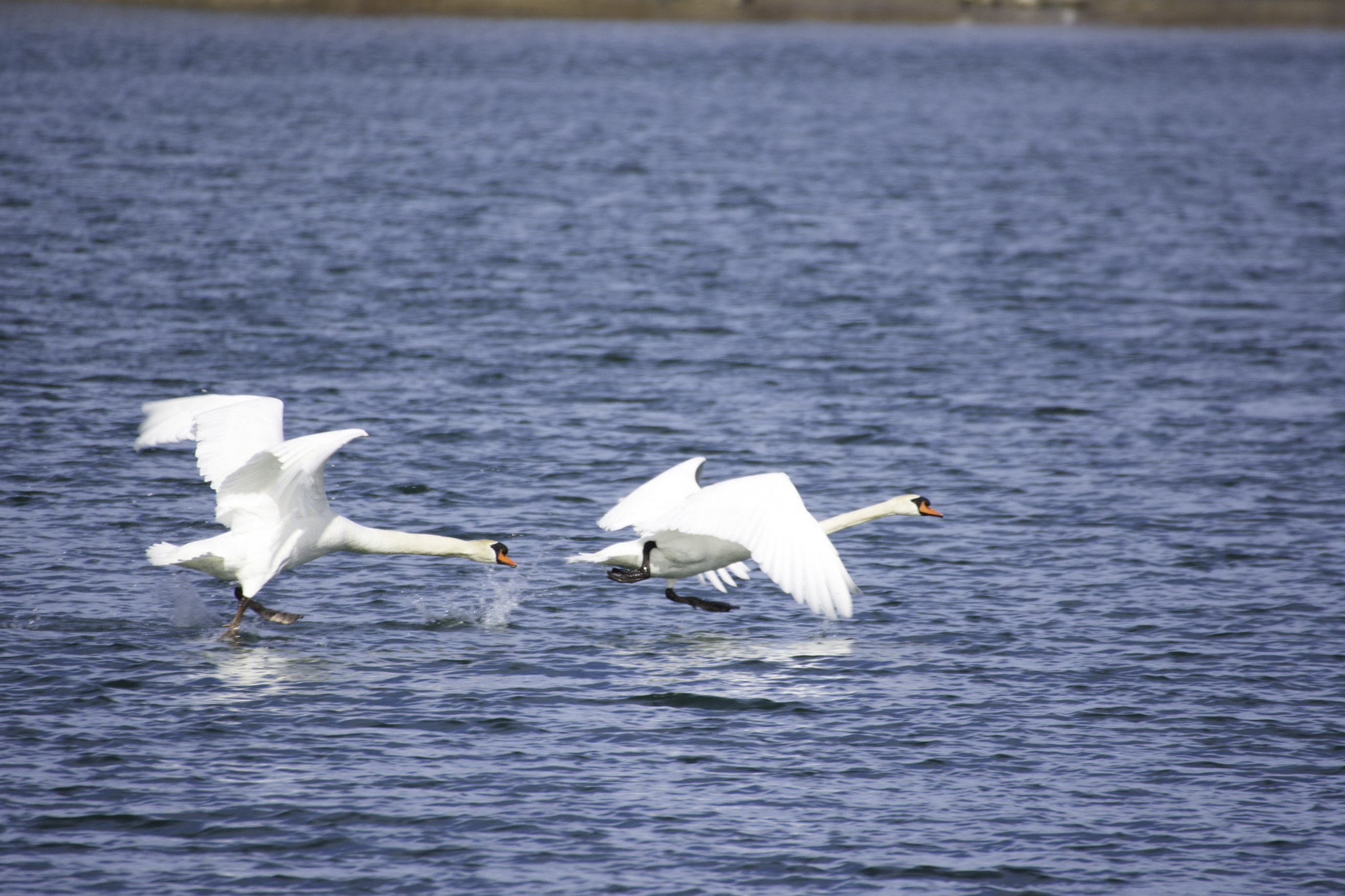 Sigma 50-500mm F4.5-6.3 DG OS HSM sample photo. A male swan is chasing a female photography