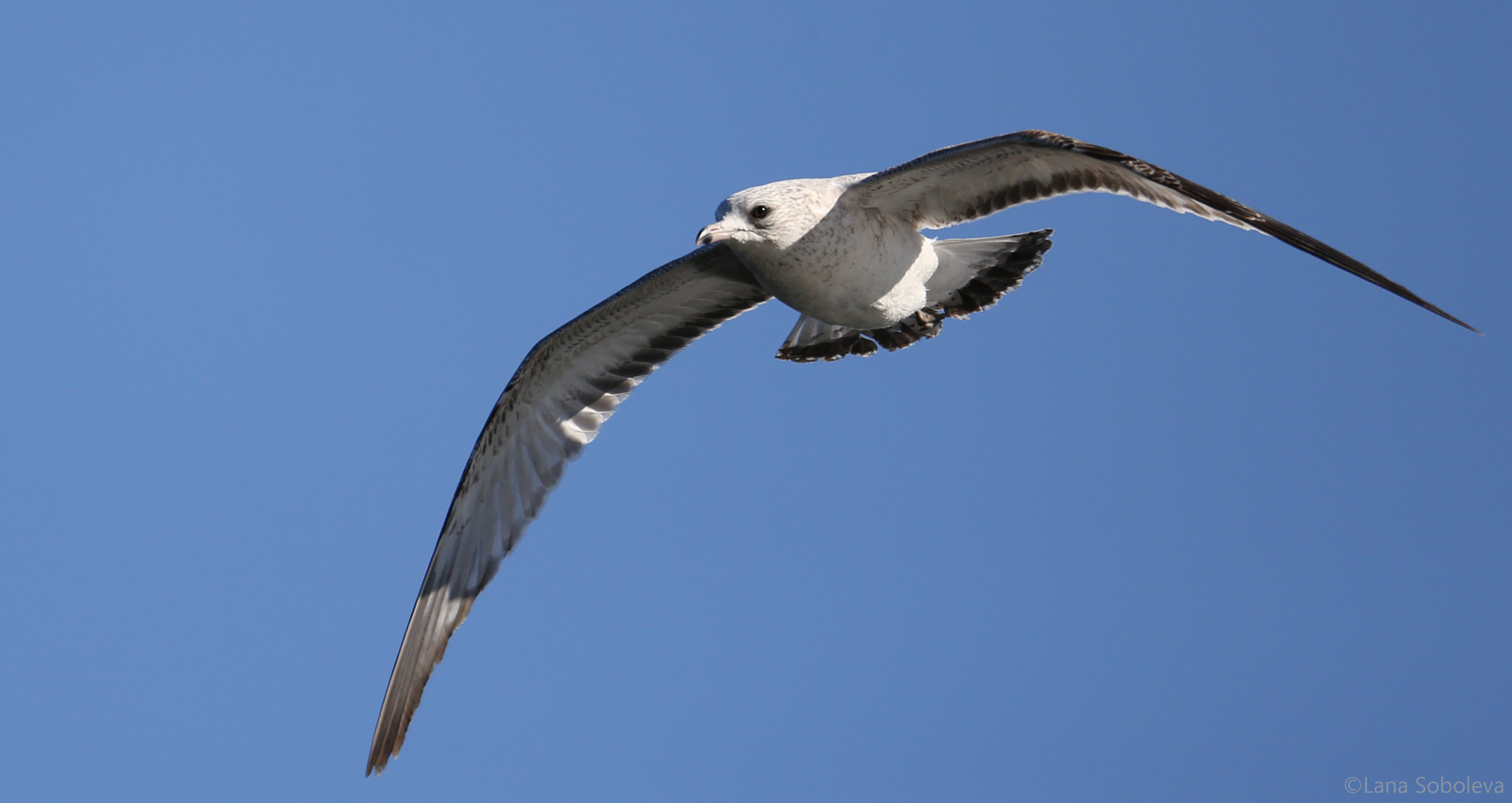 Canon EOS-1D X + 150-600mm F5-6.3 DG OS HSM | Contemporary 015 sample photo. Soaring gull photography