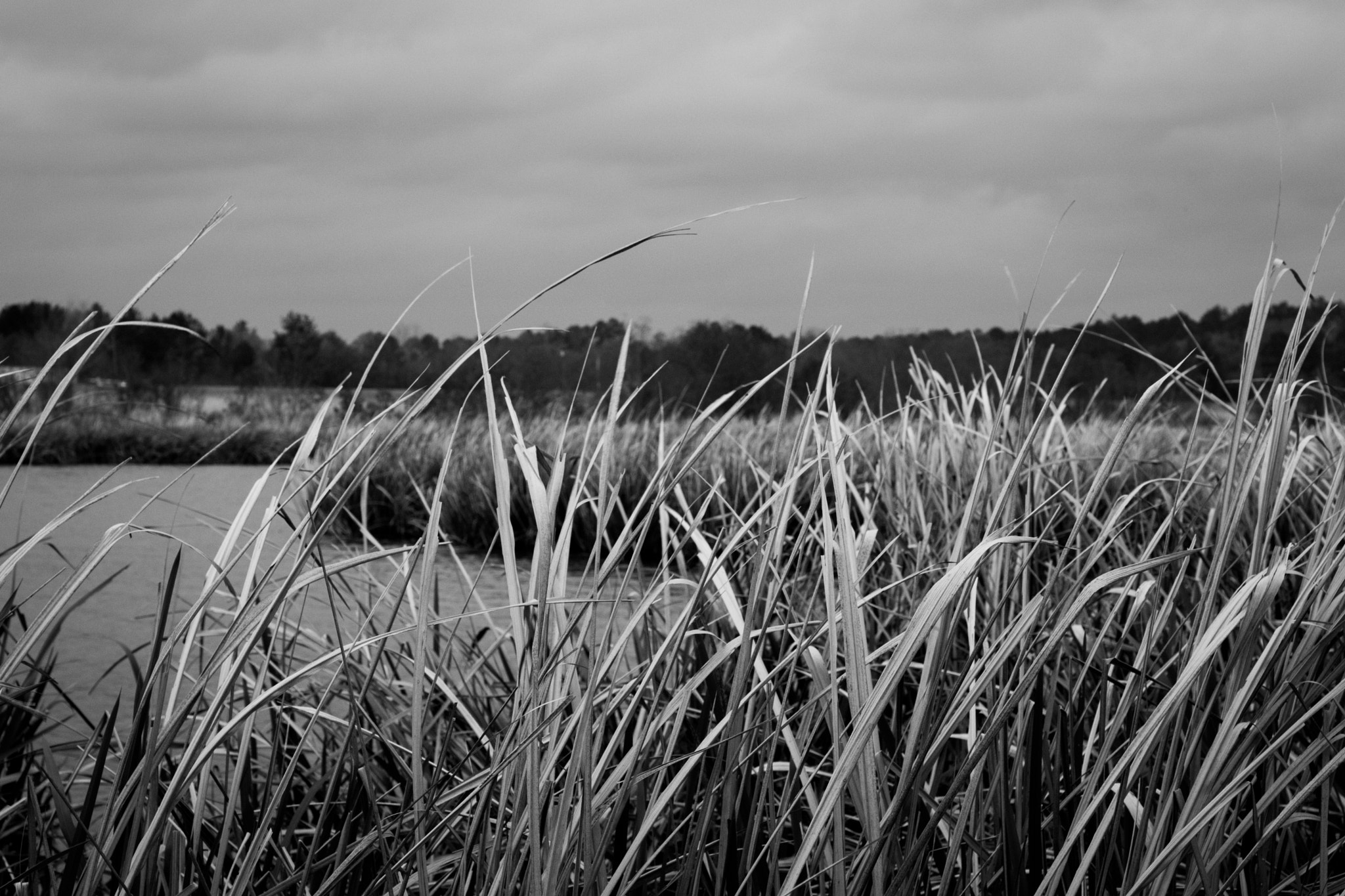 Nikon D5300 + Nikon AF Nikkor 50mm F1.8D sample photo. Lakeside photography