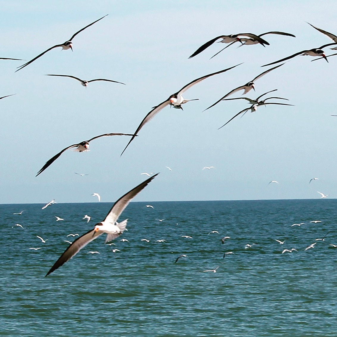 Canon EF-S 55-250mm F4-5.6 IS STM sample photo. I love watching the seagulls.. photography