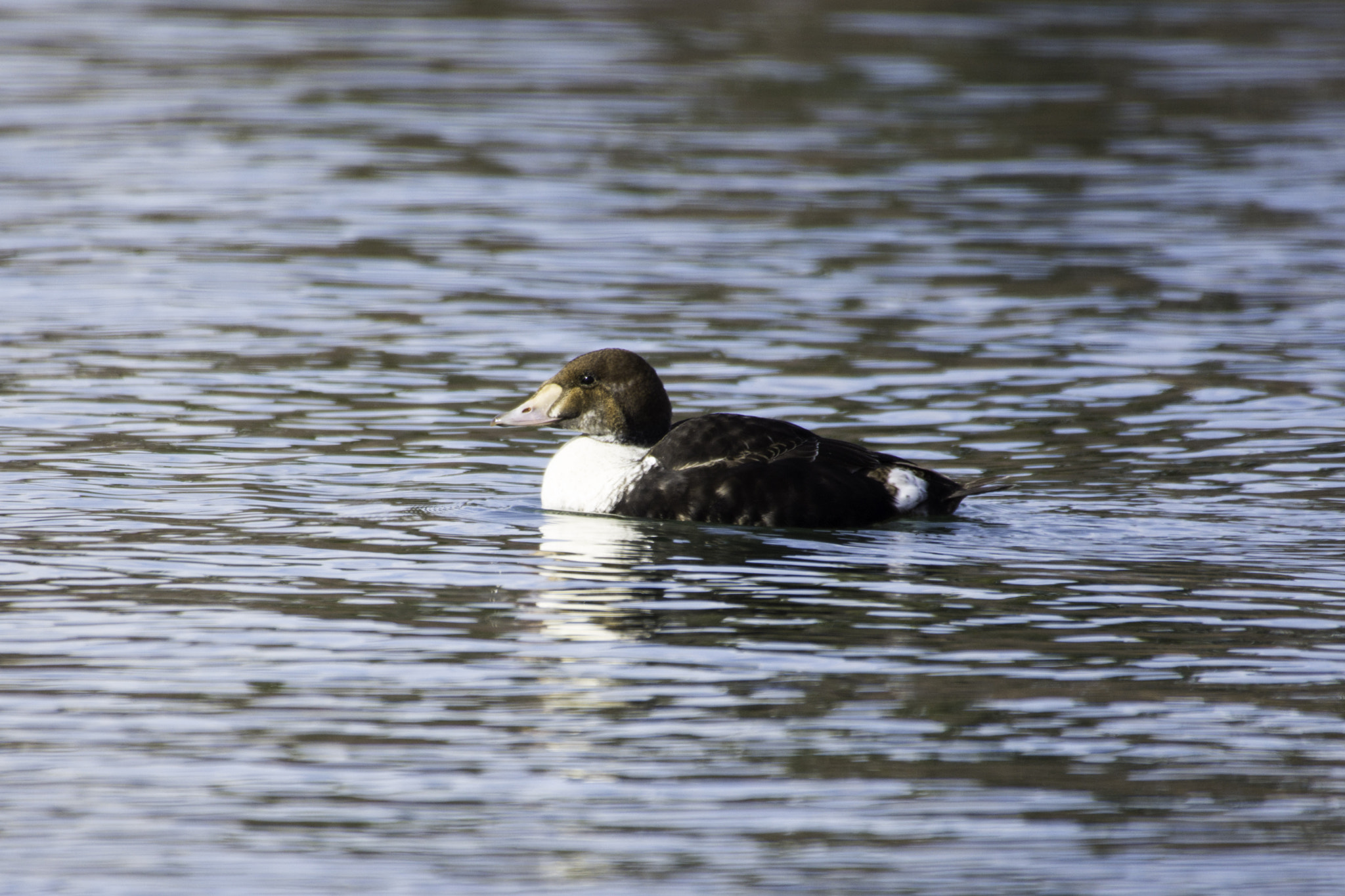 Sigma 50-500mm F4.5-6.3 DG OS HSM sample photo. Immature make king eider photography