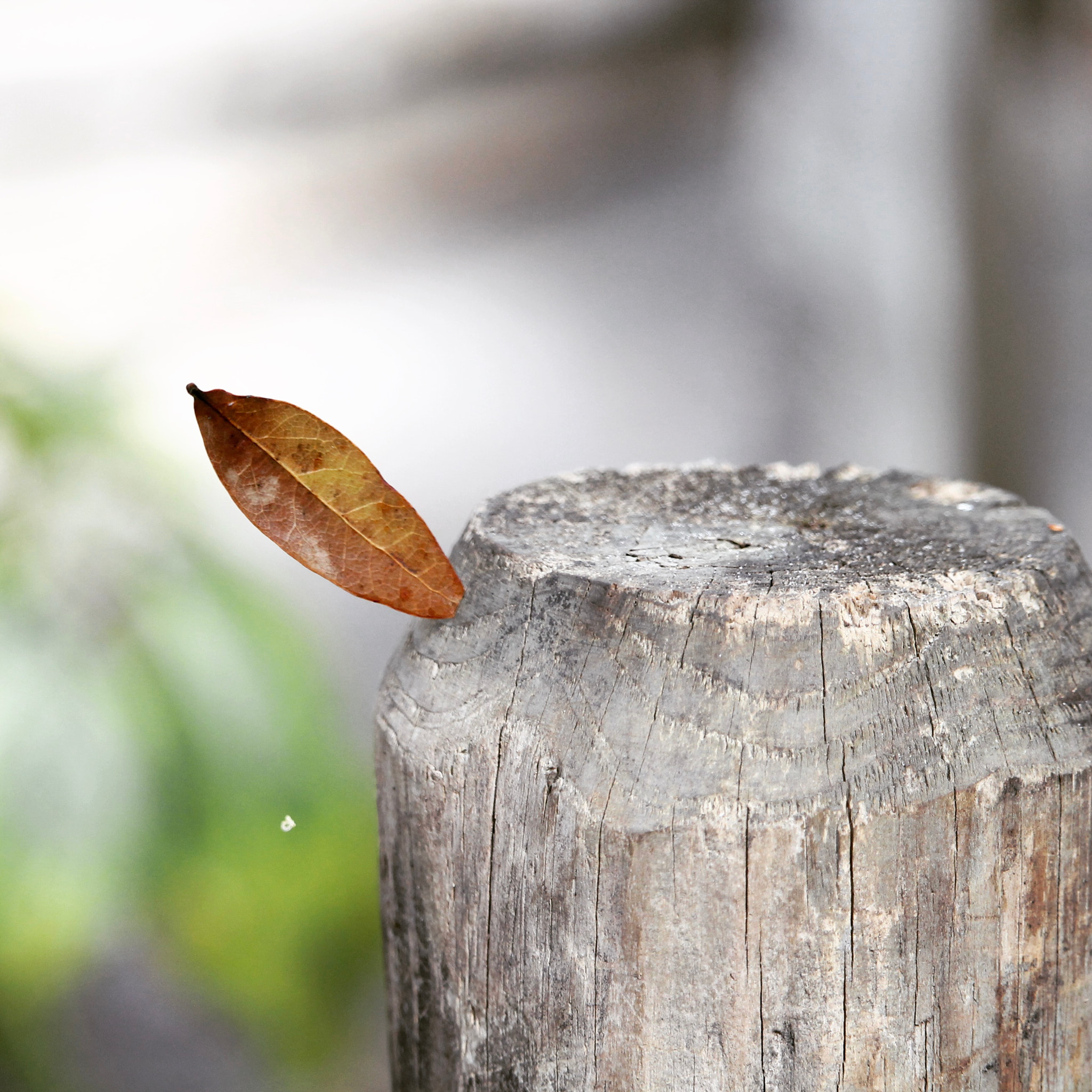 Canon EF-S 55-250mm F4-5.6 IS STM sample photo. Love it when i come across the unusual.. photography