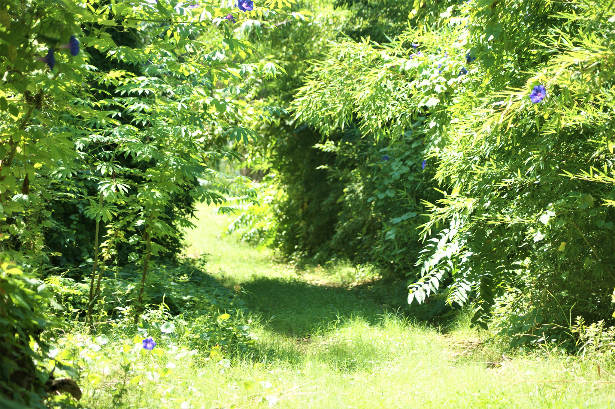 Sony Alpha DSLR-A390 + Sony DT 55-200mm F4-5.6 SAM sample photo. Path through the forest photography