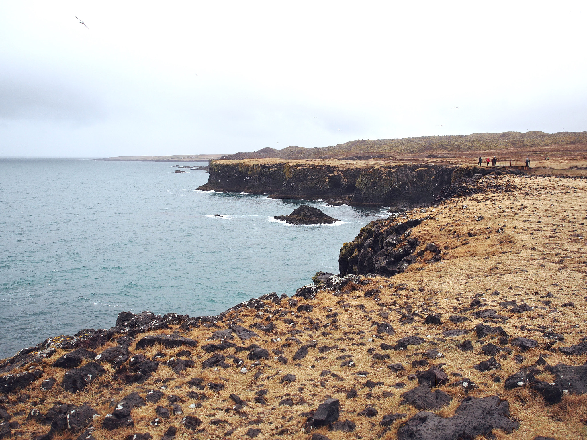 Olympus M.Zuiko Digital ED 12-40mm F2.8 Pro sample photo. Bird cliffs at arnarstapi iceland photography