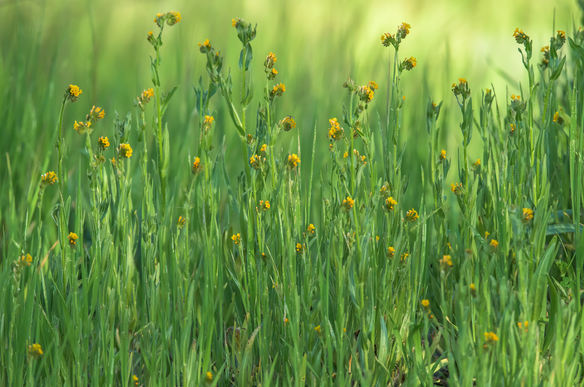 Nikon D810 sample photo. Wildflowers photography
