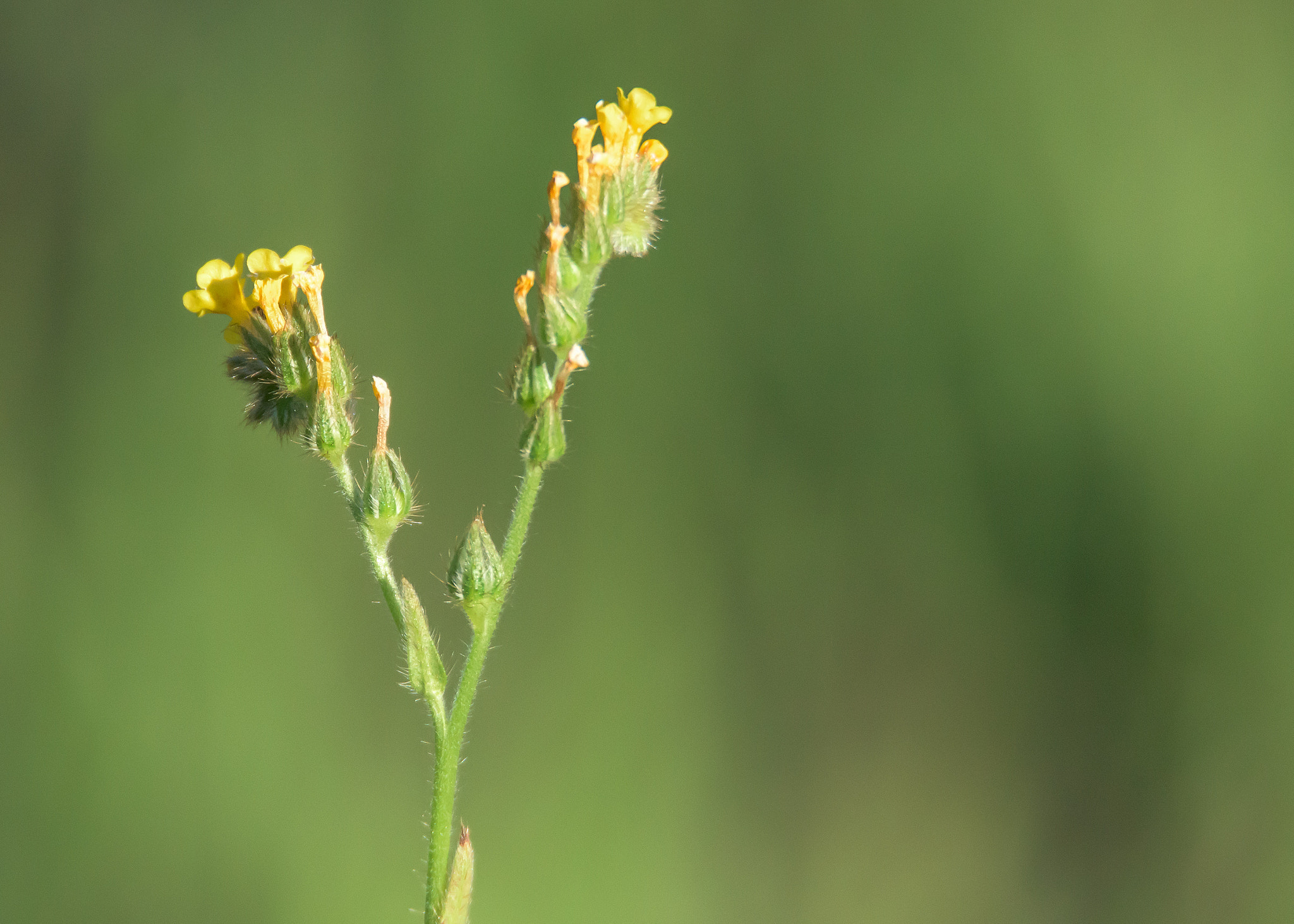 Nikon D810 sample photo. Wildflower photography