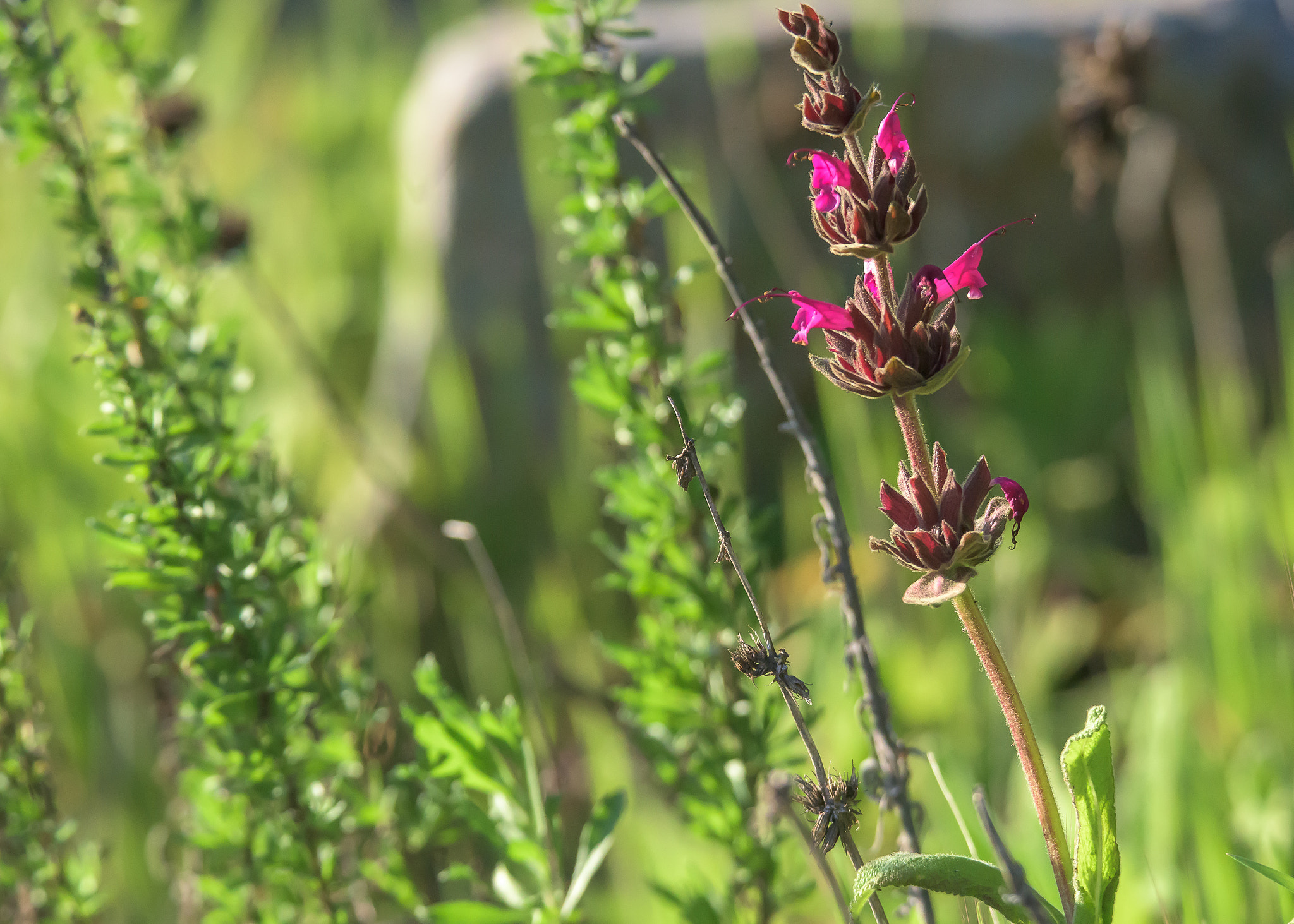 Nikon D810 sample photo. Wildflower photography