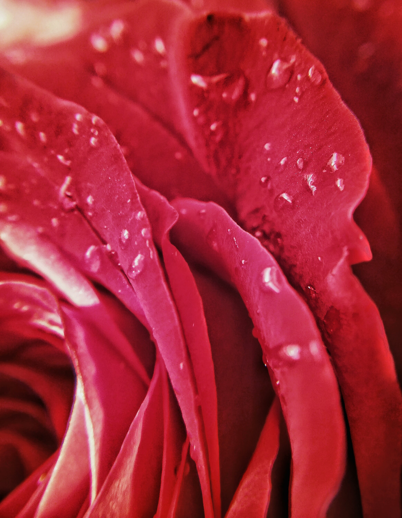 LG VOLT II sample photo. Water on rose photography