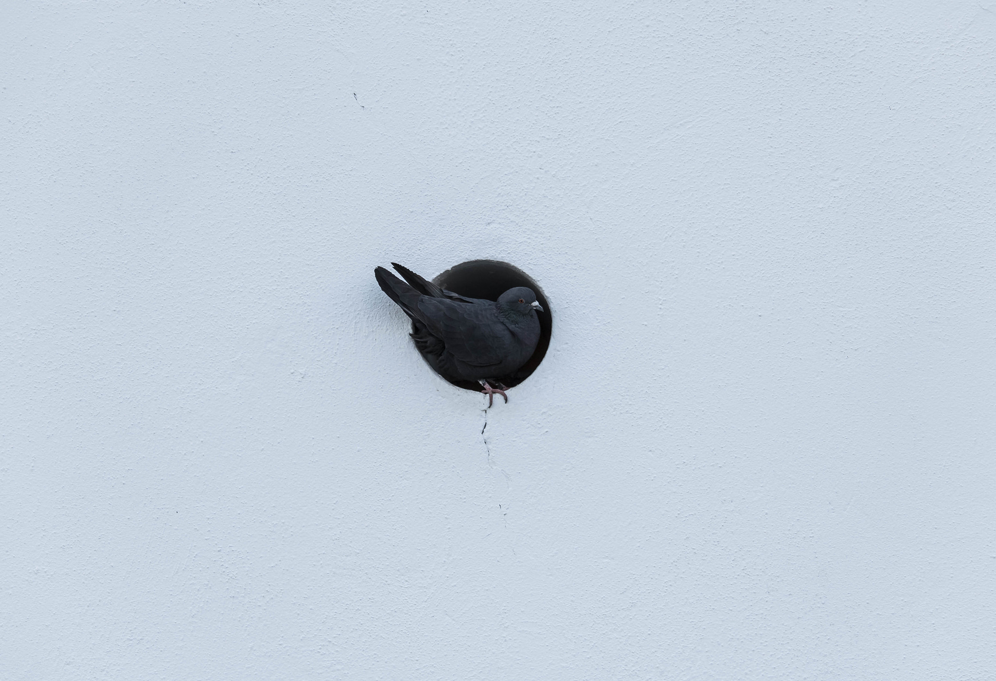 Canon EF-S 55-250mm F4-5.6 IS STM sample photo. Bird cave, made from an restored building and. ow is a great condo for a pigeon. photography