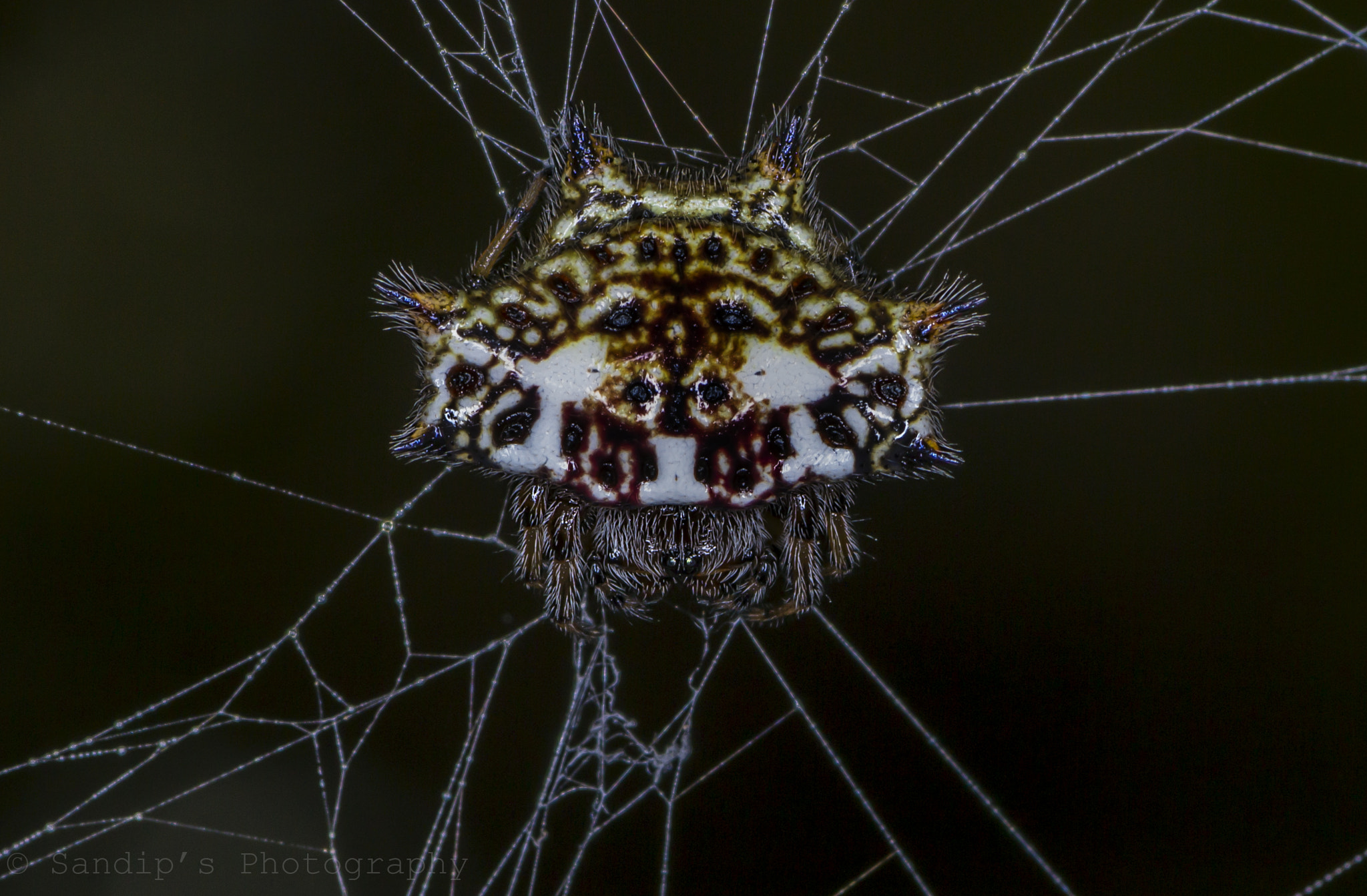 Canon EOS 600D (Rebel EOS T3i / EOS Kiss X5) + Tamron SP AF 90mm F2.8 Di Macro sample photo. Thelacantha brevispina (female) photography