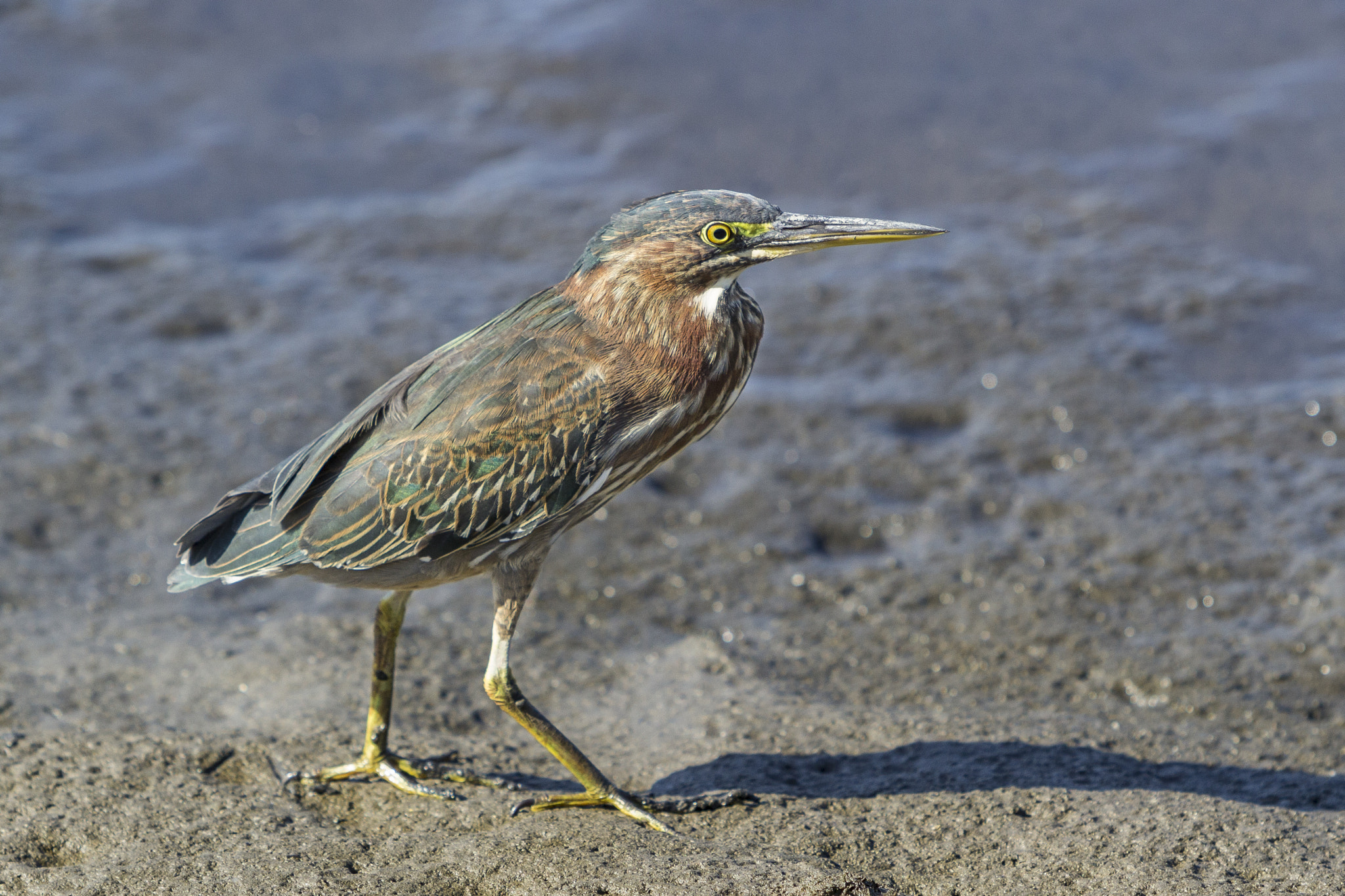 Canon EF 70-200mm F2.8L IS USM sample photo. Green heron photography