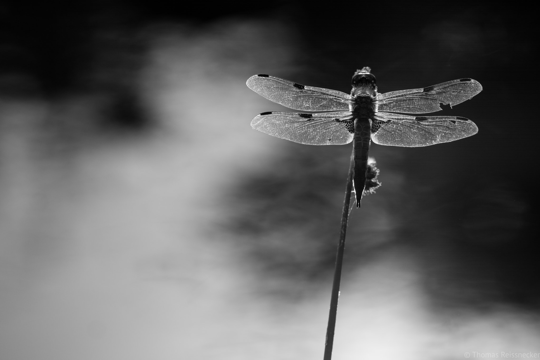 Sony ILCA-77M2 sample photo. Yin and yang and a dragonfly photography