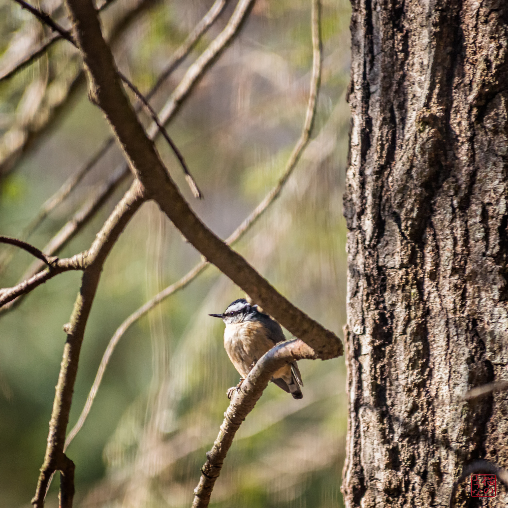 Nikon D800 sample photo. Red-breasted 'hatch photography