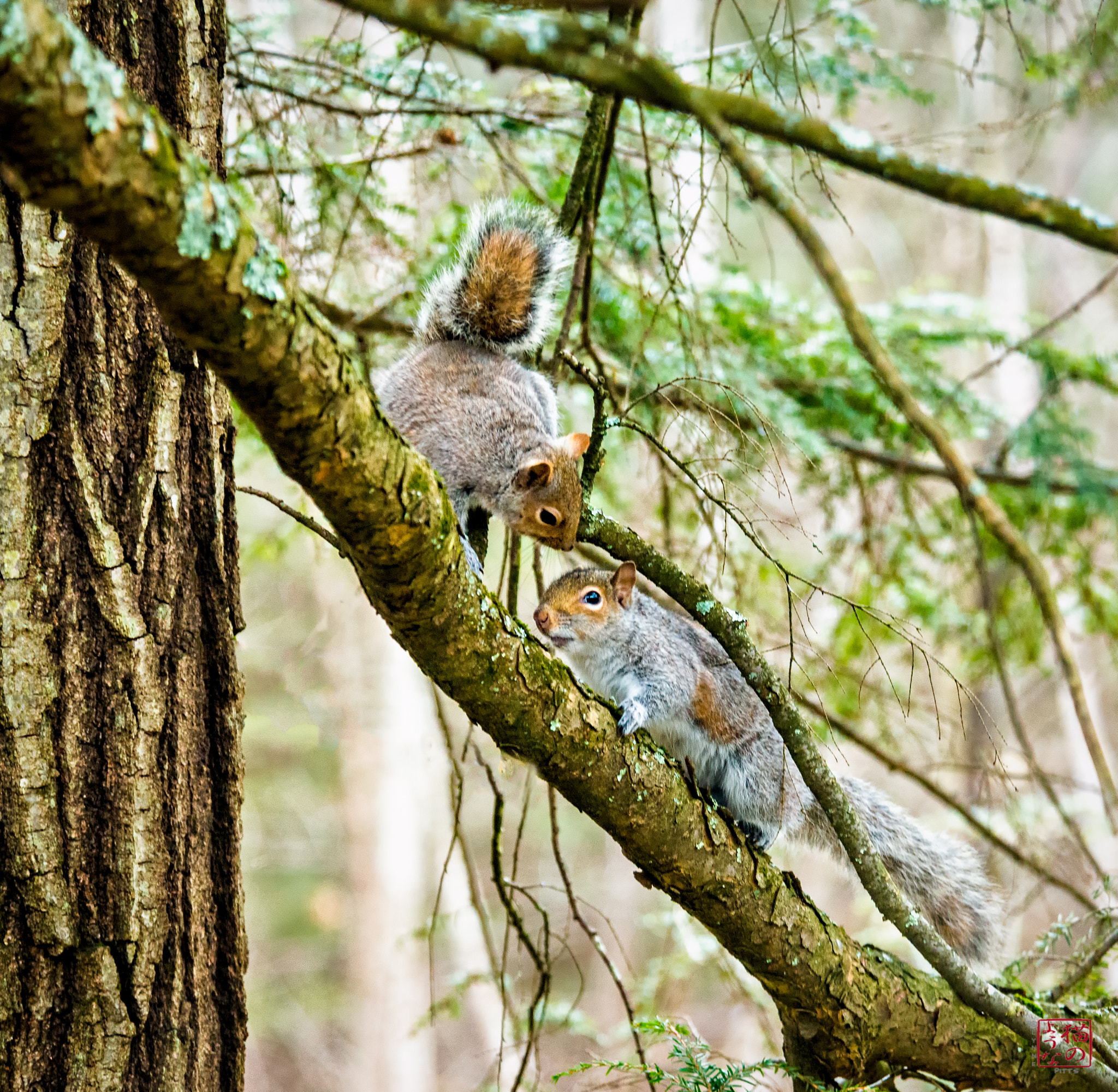 Nikon D800 sample photo. Critter congress photography