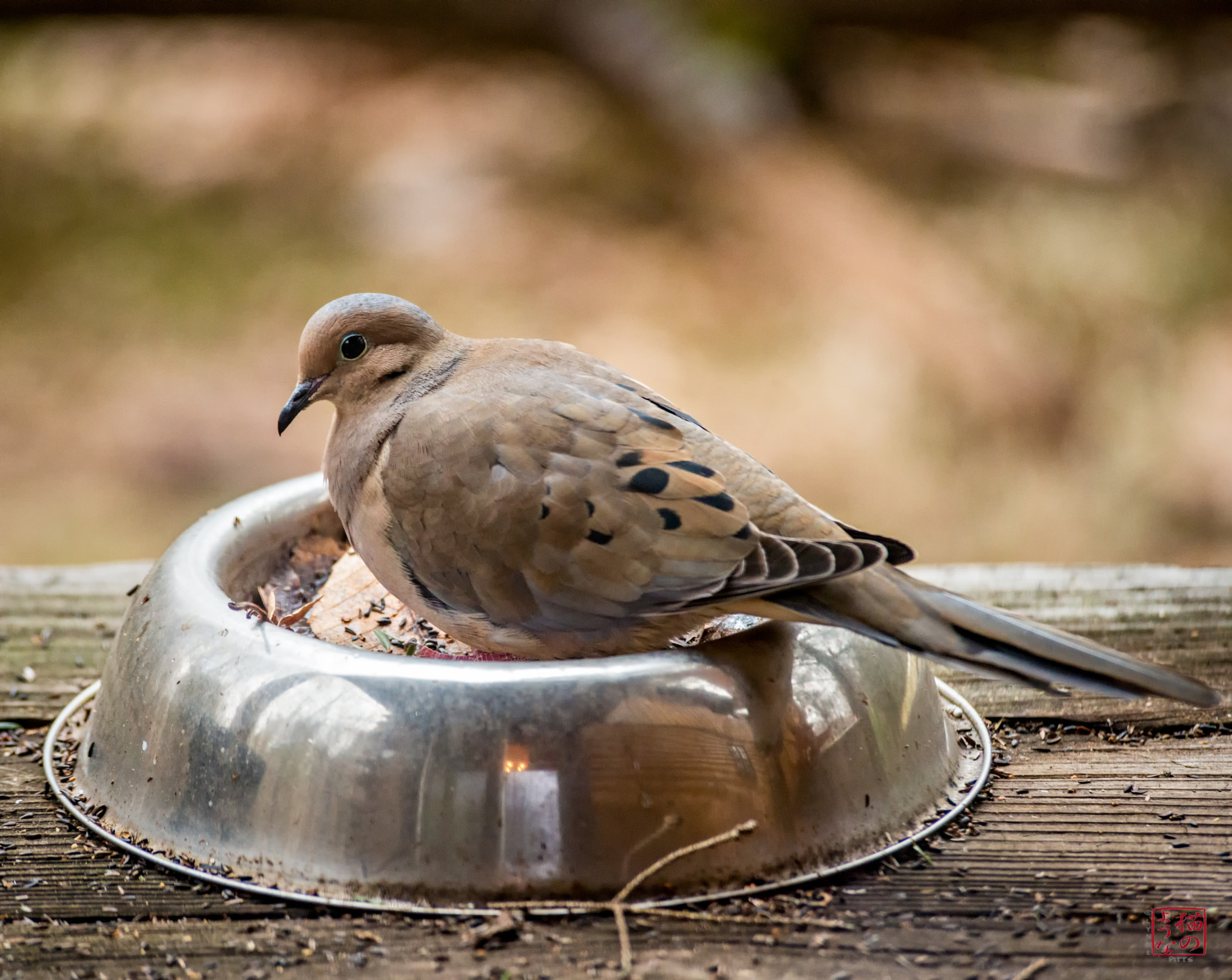 Nikon D800 sample photo. Bowl ful of dove photography