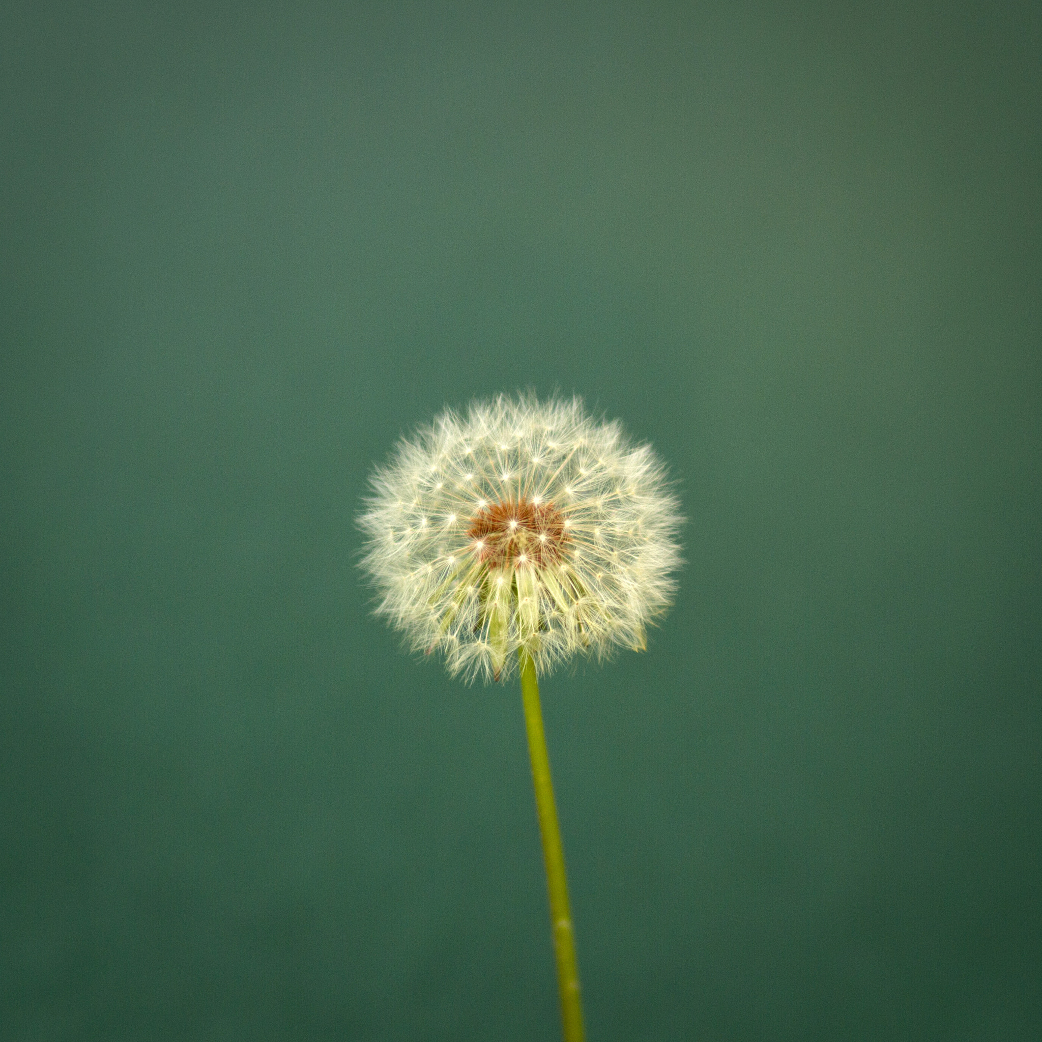 Canon EOS 7D + Canon EF 85mm F1.8 USM sample photo. Dandelion photography
