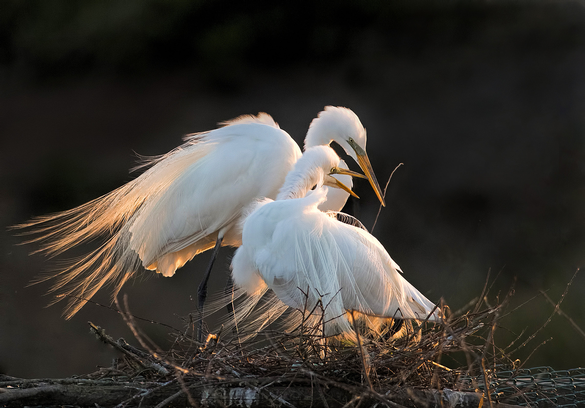 Canon EF 500mm f/4.5L sample photo. Building nest photography