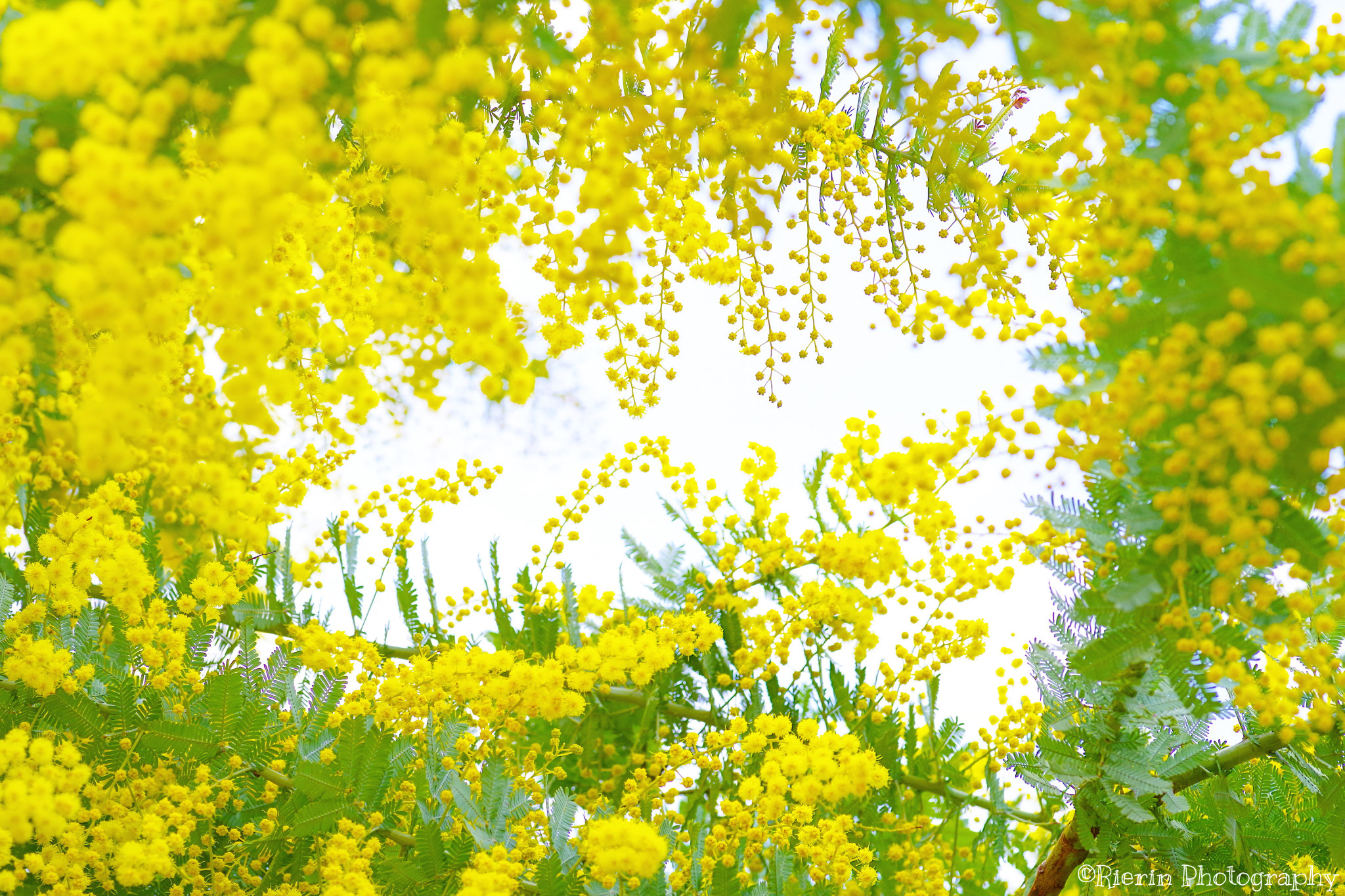 Pentax smc D-FA 100mm F2.8 Macro WR sample photo. Tunnel of mimosa photography