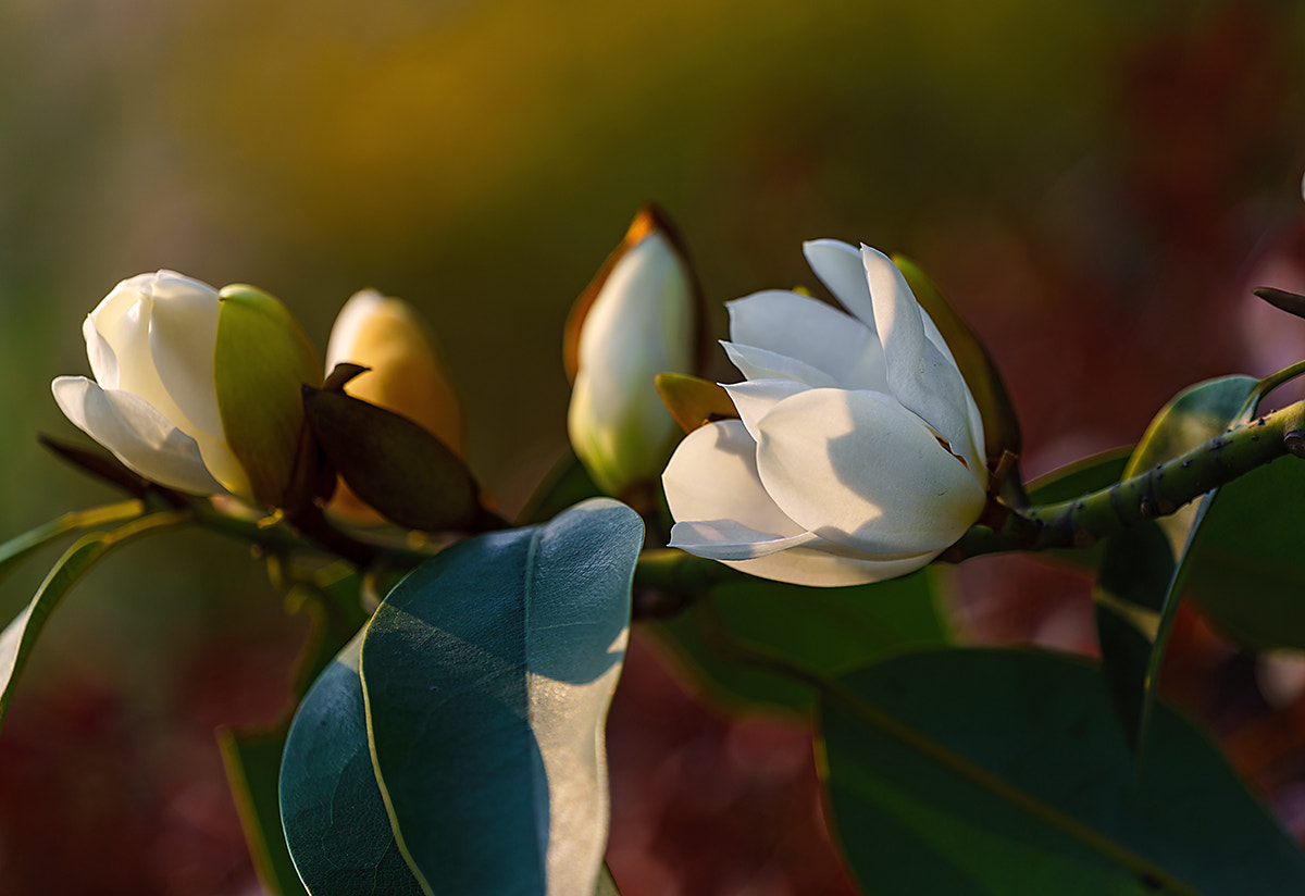 Sony FE 70-300mm F4.5-5.6 G OSS sample photo. Gardenia photography