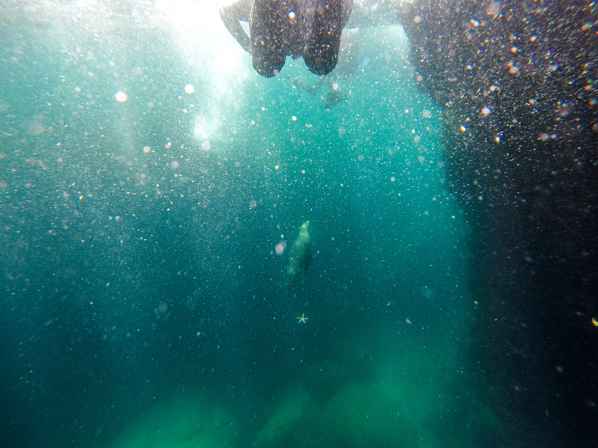 GoPro HERO5 Session sample photo. Lobo marino photography