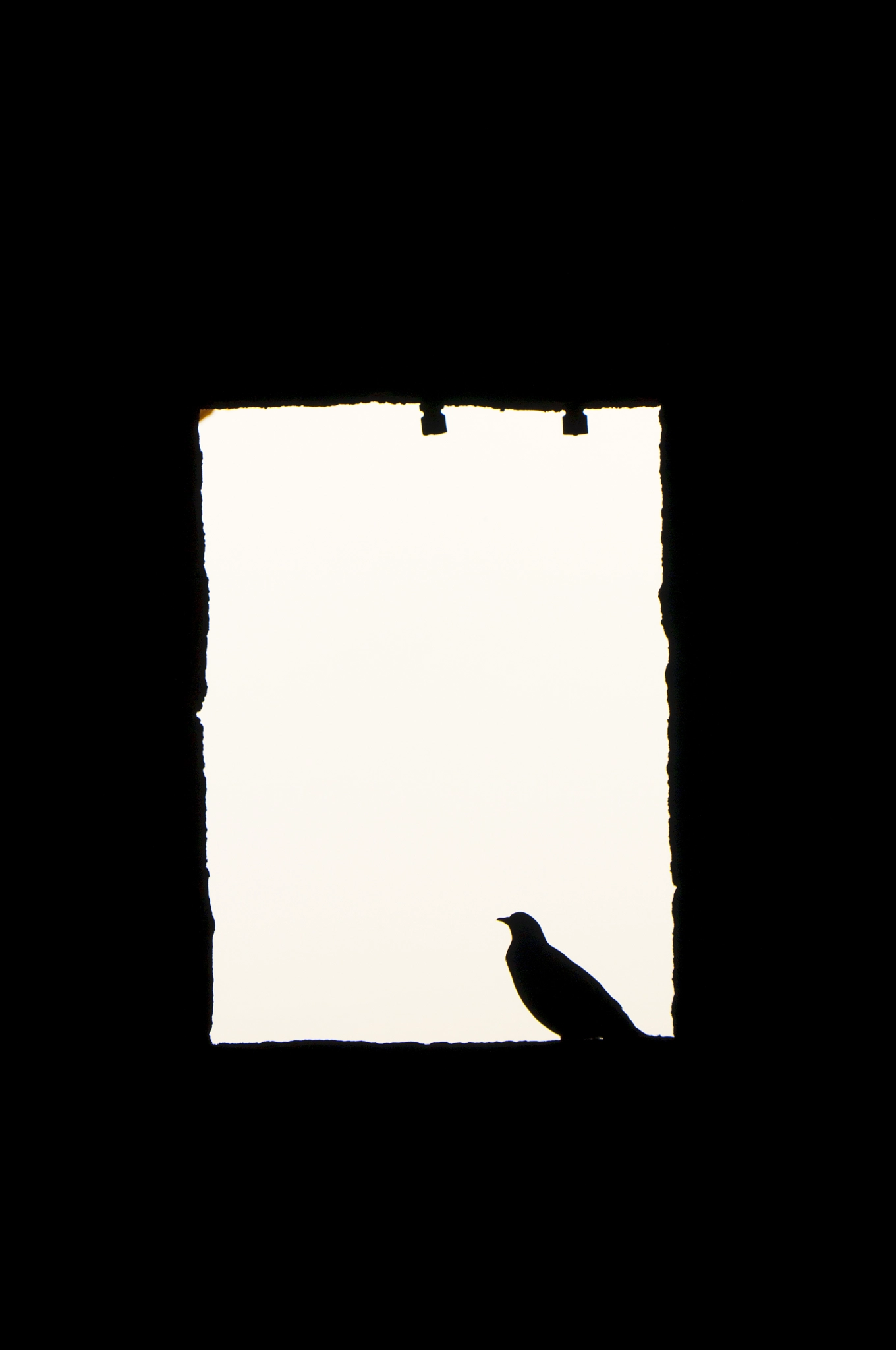 Nikon D300S sample photo. Dove in cyprus... peace ? photography