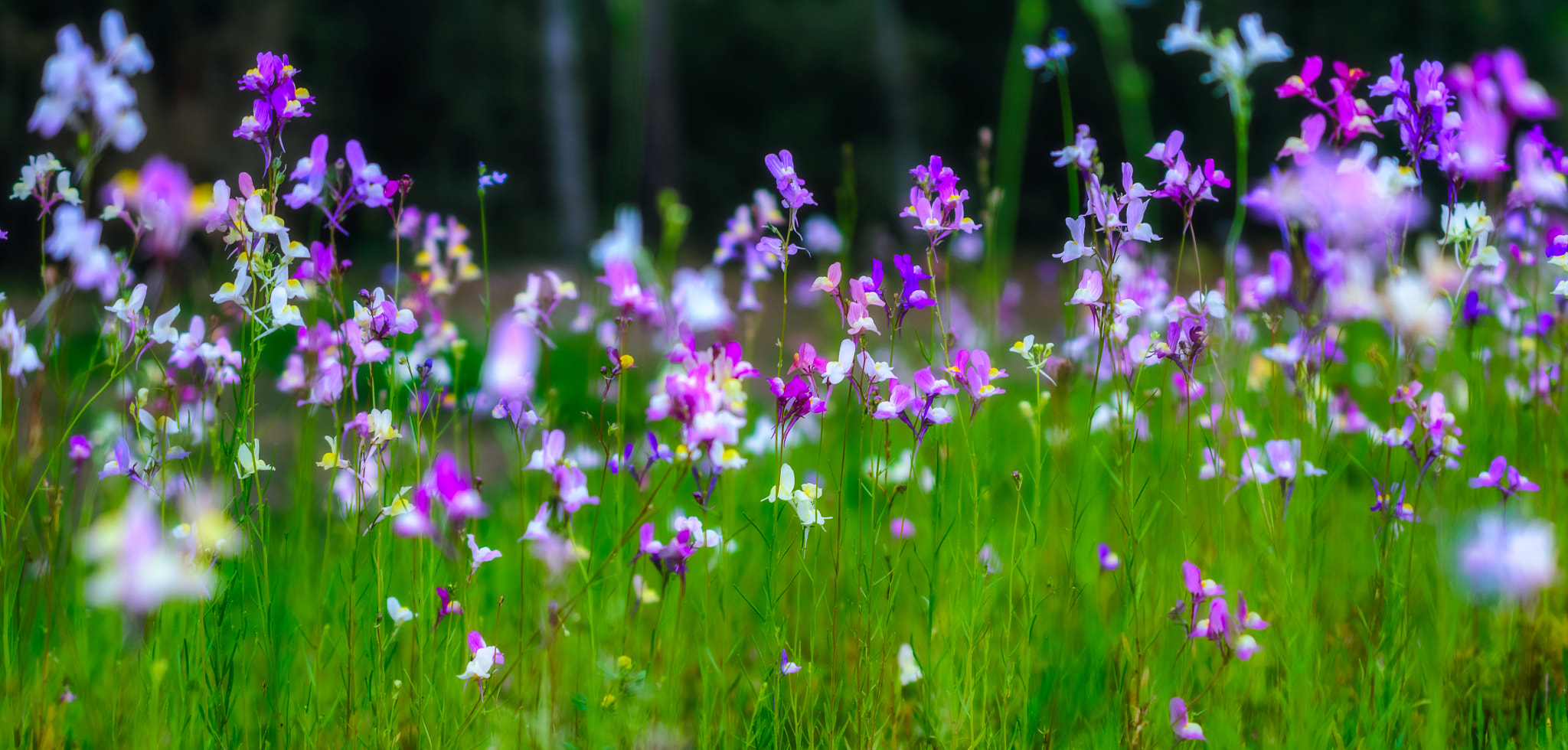 Nikon AF-S DX Micro Nikkor 40mm F2.8 sample photo. Wild flowers in early spring photography