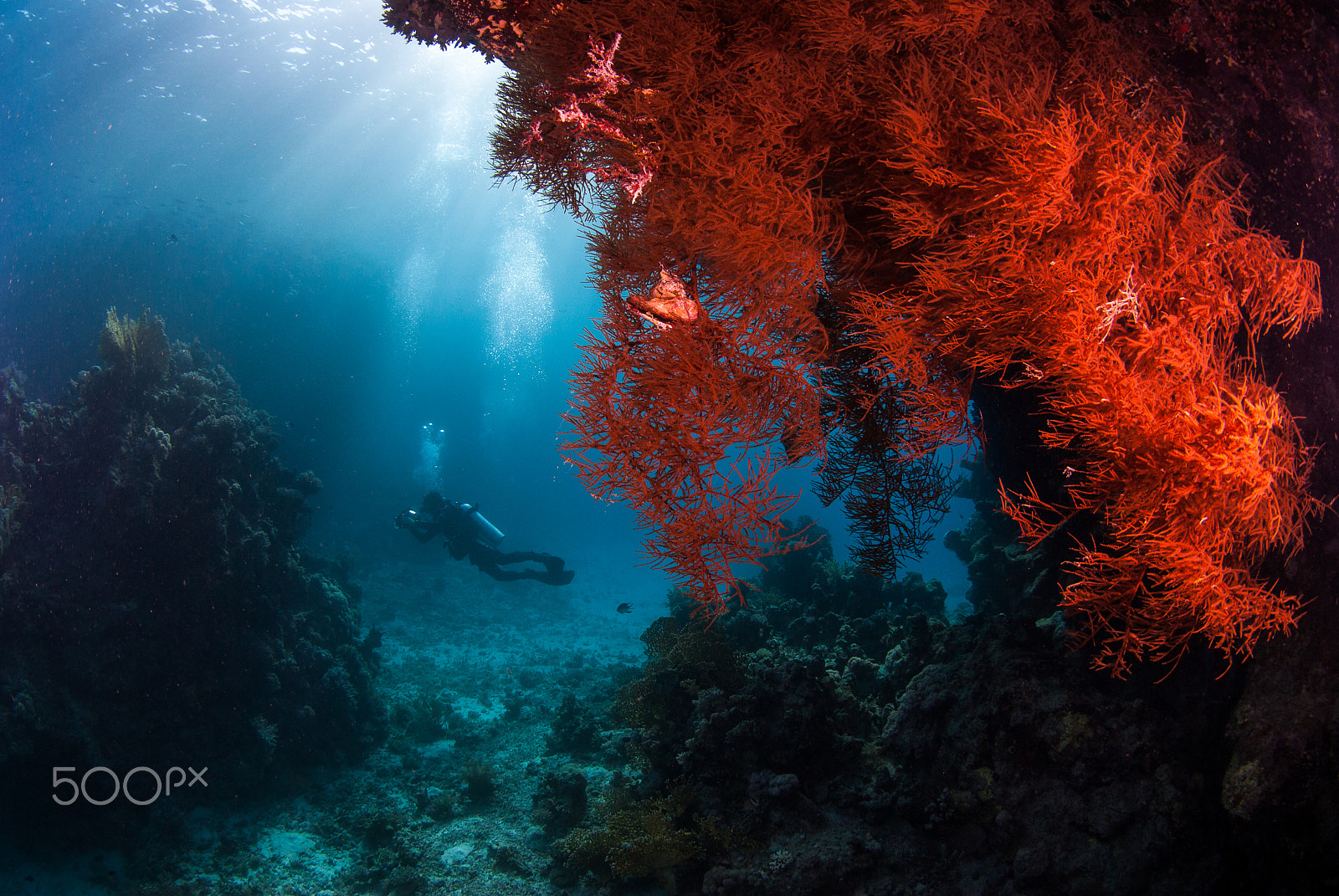 Nikon D200 + Sigma 10mm F2.8 EX DC HSM Diagonal Fisheye sample photo. Reef "landscape" at dolphin house photography
