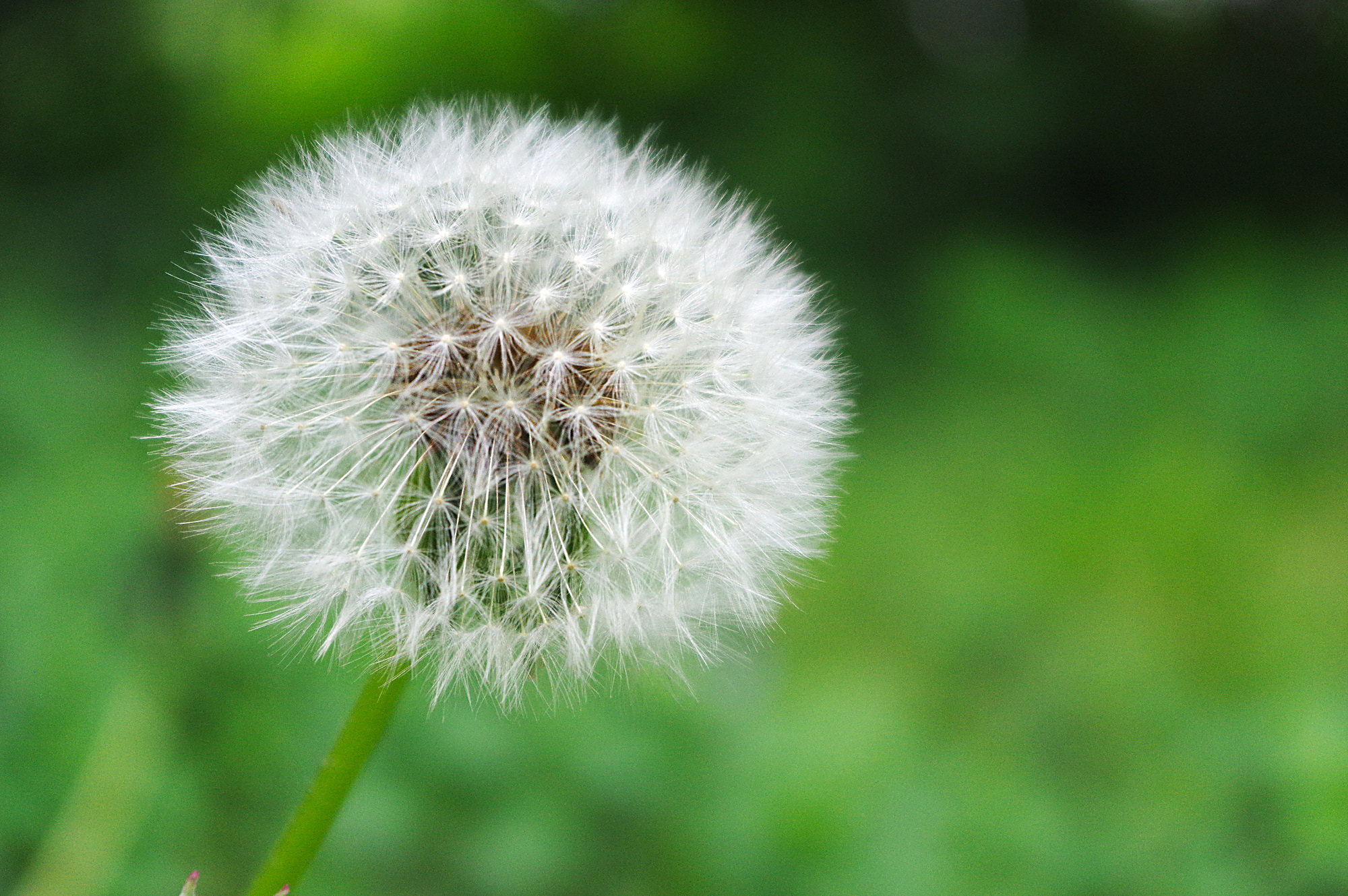 Pentax K-3 sample photo. Dandelion photography