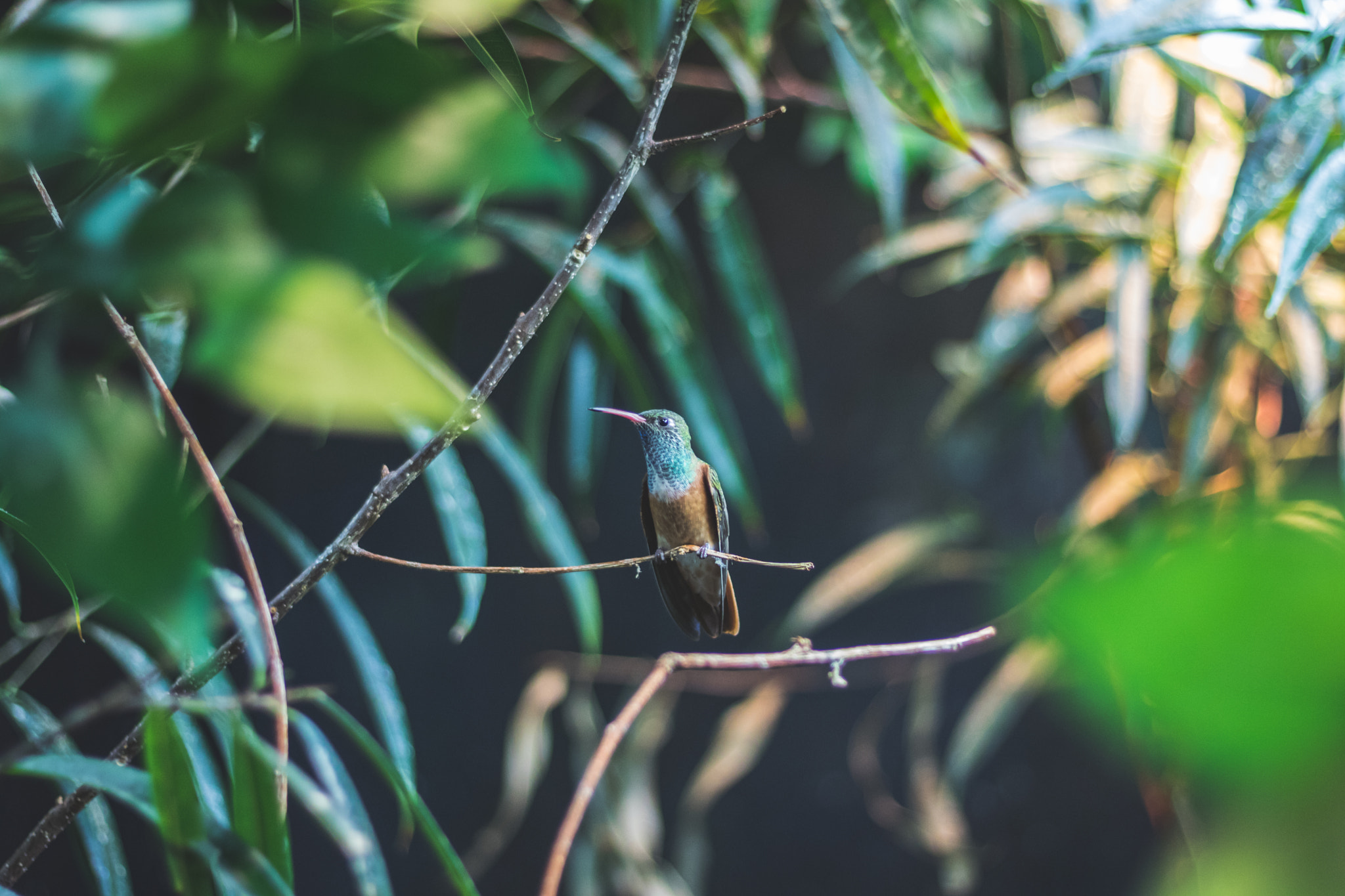 Canon EOS 760D (EOS Rebel T6s / EOS 8000D) + Canon EF 50mm F1.8 STM sample photo. Hummingbird photography