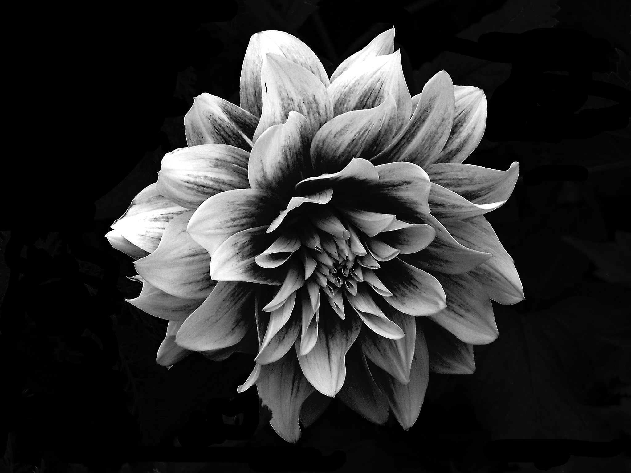Kodak DX7590 ZOOM DIGITAL CAMERA sample photo. Colorless carnation photography