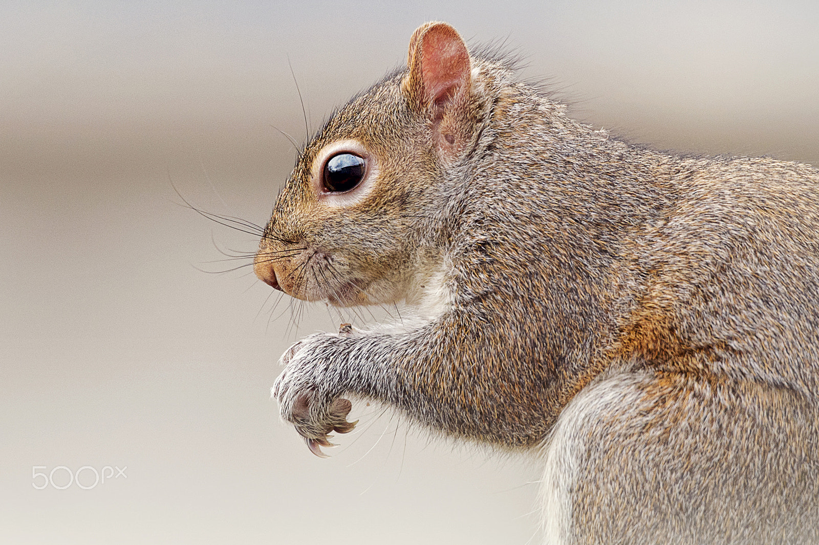 Nikon D500 sample photo. Gray squirrel photography