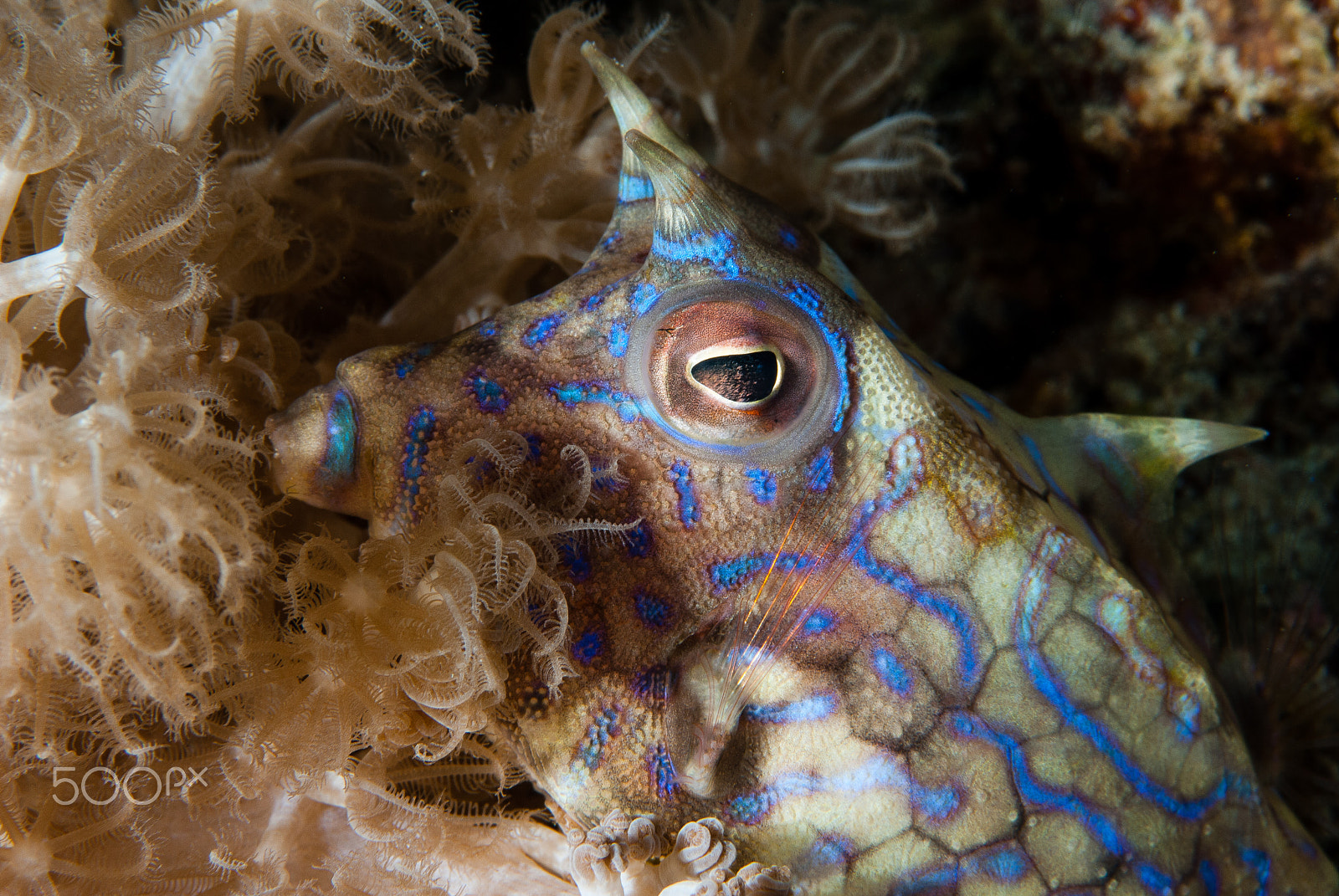 Nikon D200 + Nikon AF-S Micro-Nikkor 105mm F2.8G IF-ED VR sample photo. Cowfish in indonesia photography