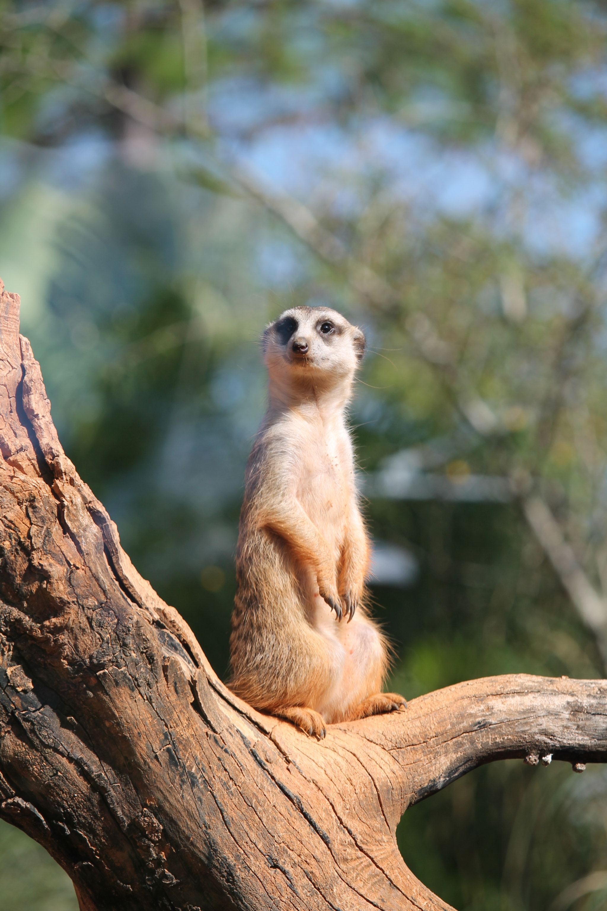 Canon EF-S 55-250mm F4-5.6 IS STM sample photo. Prairie dog photography
