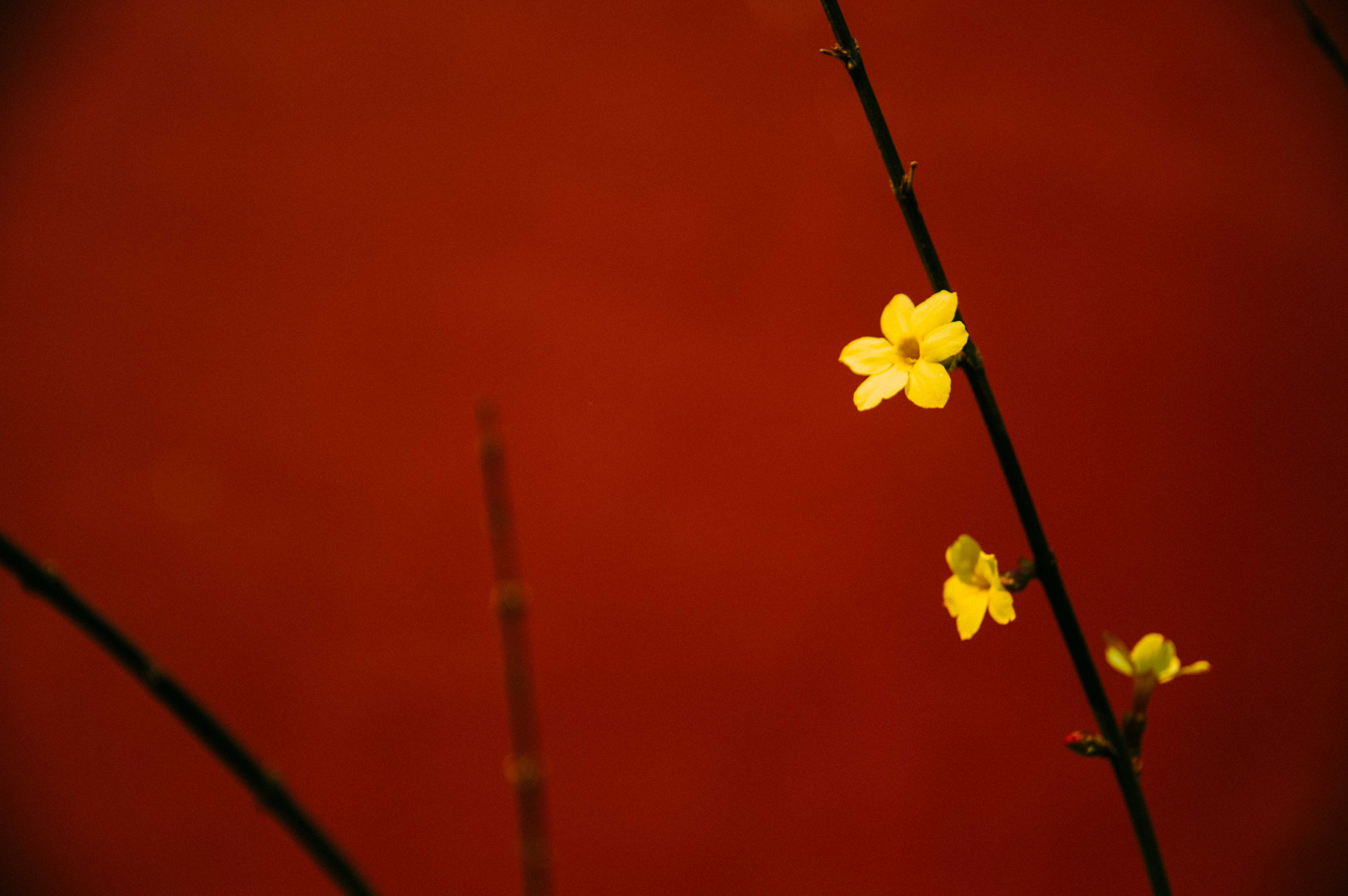 Pentax K-3 sample photo. Plum flower photography