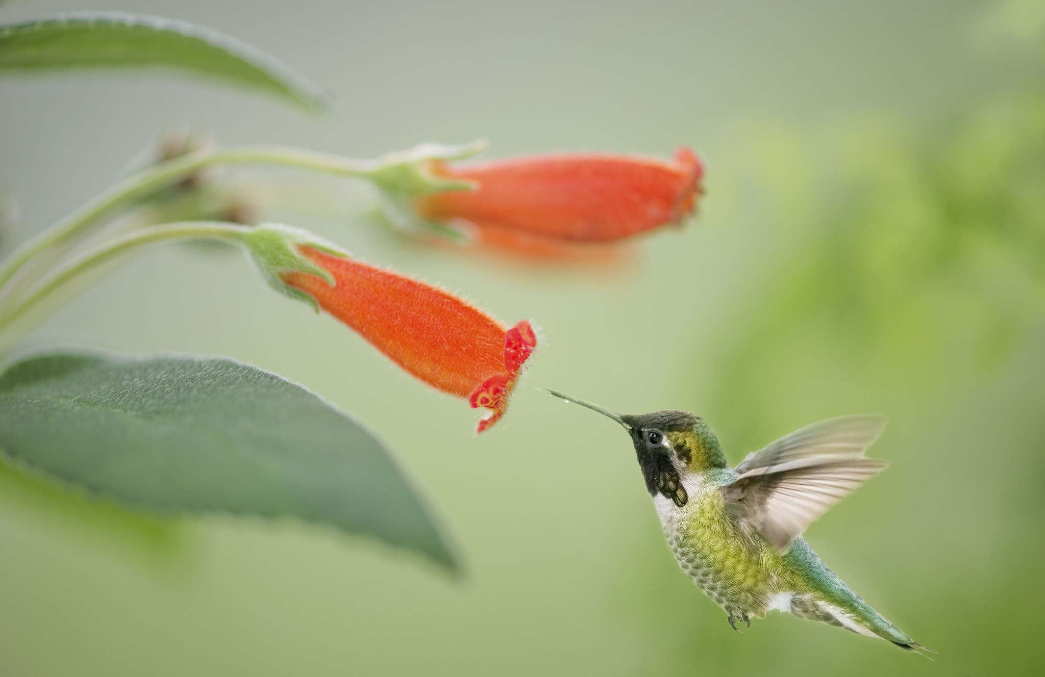 Nikon AF-S Micro-Nikkor 105mm F2.8G IF-ED VR sample photo. My favorite bird photography