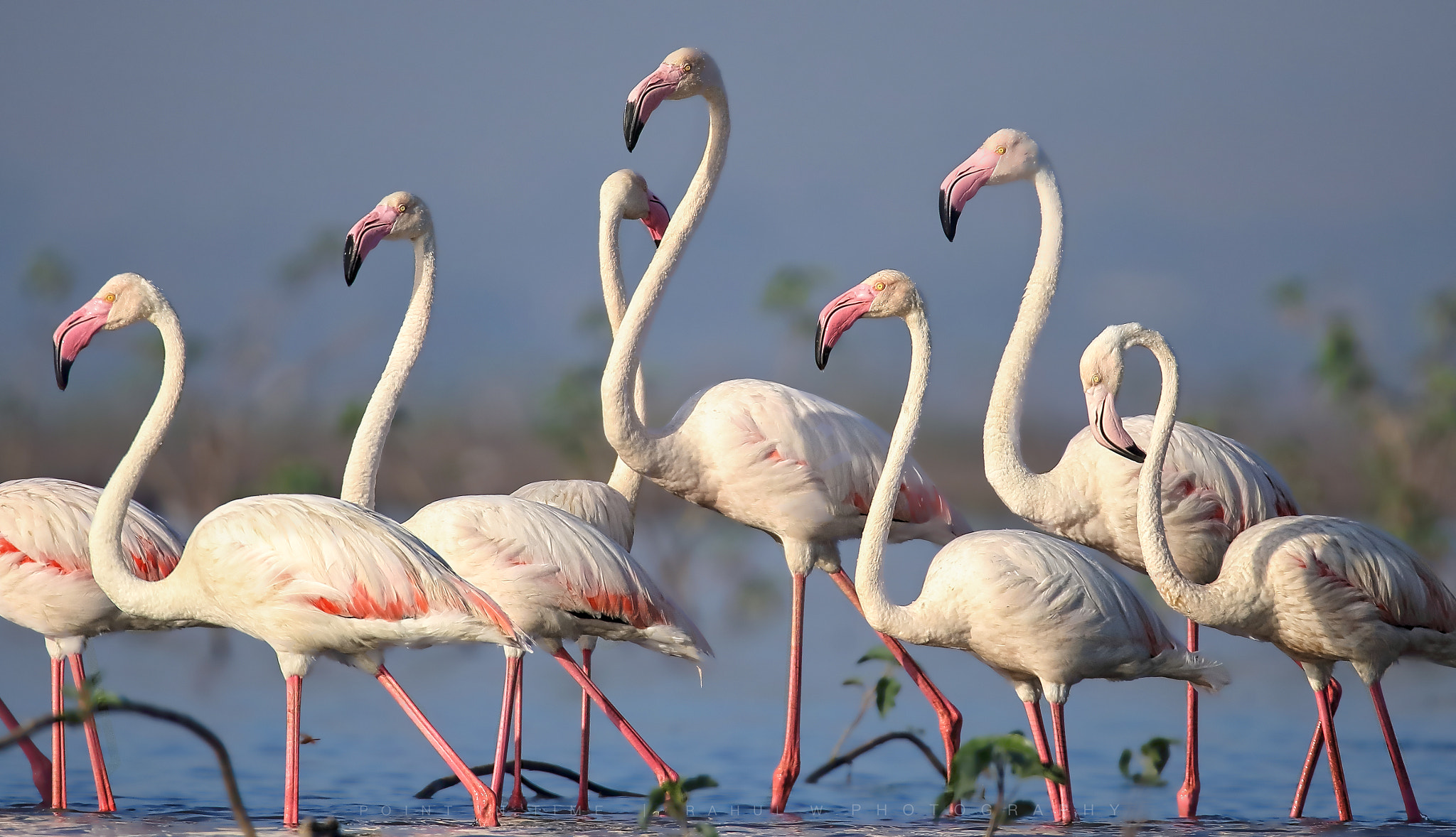 Sigma 150mm f/2.8 EX DG OS HSM APO Macro sample photo. Flamingos photography